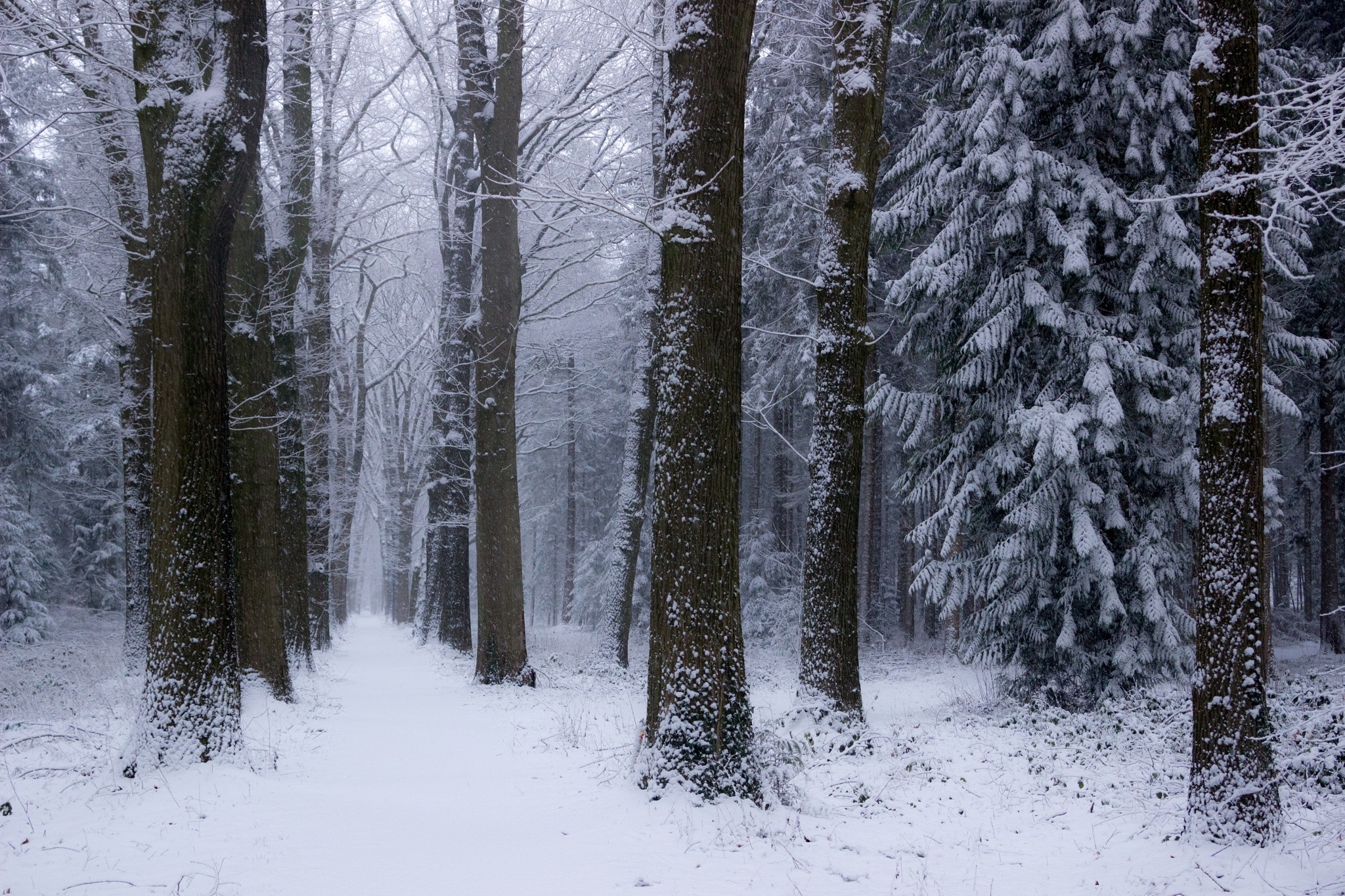 Snowy forest path in the Netherlands during winter HD Wallpaper