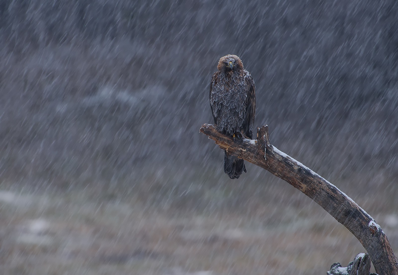 Eagle perched on a branch in the snow HD Wallpaper