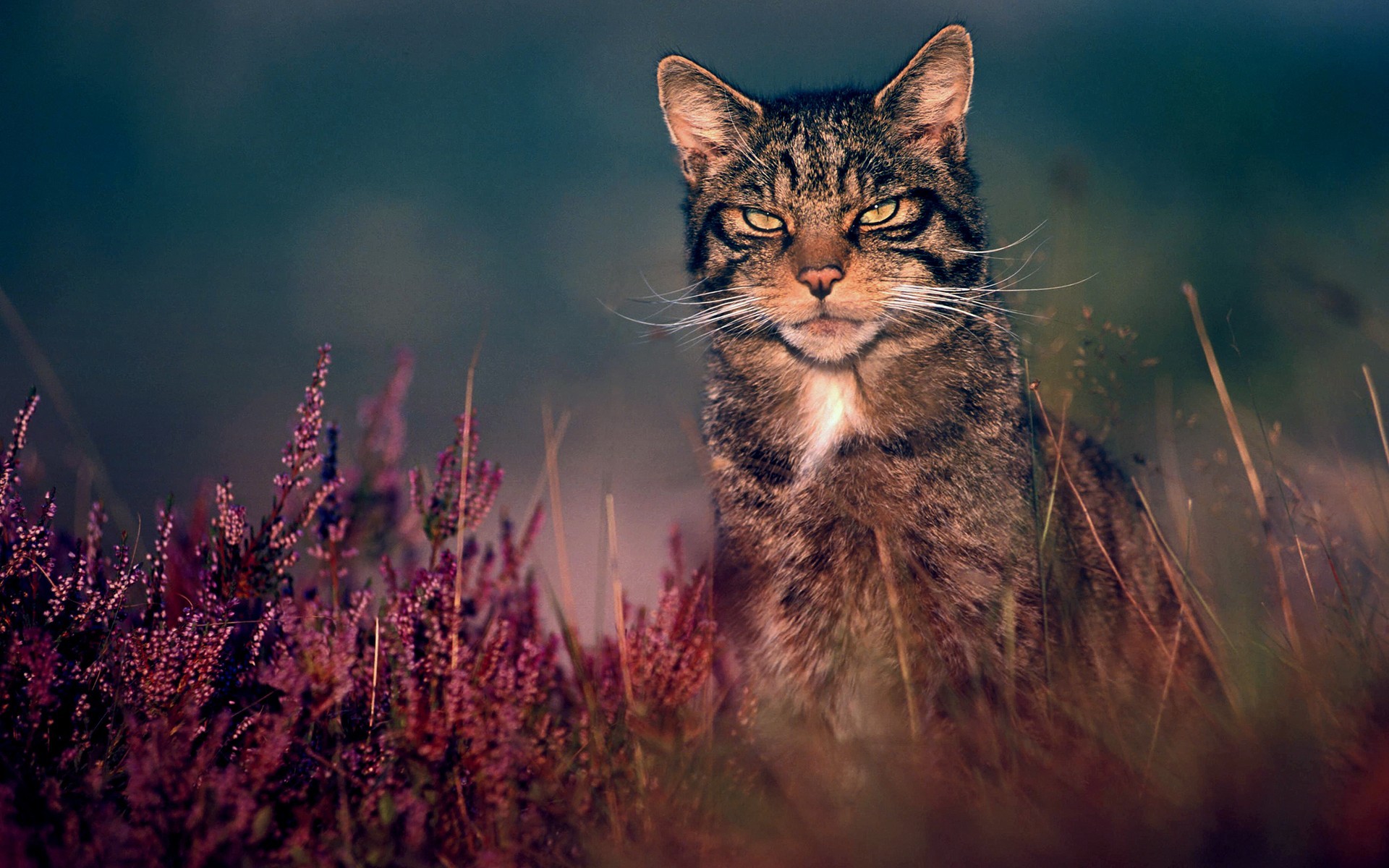 Wildcat sitting in heather and grass HD Wallpaper