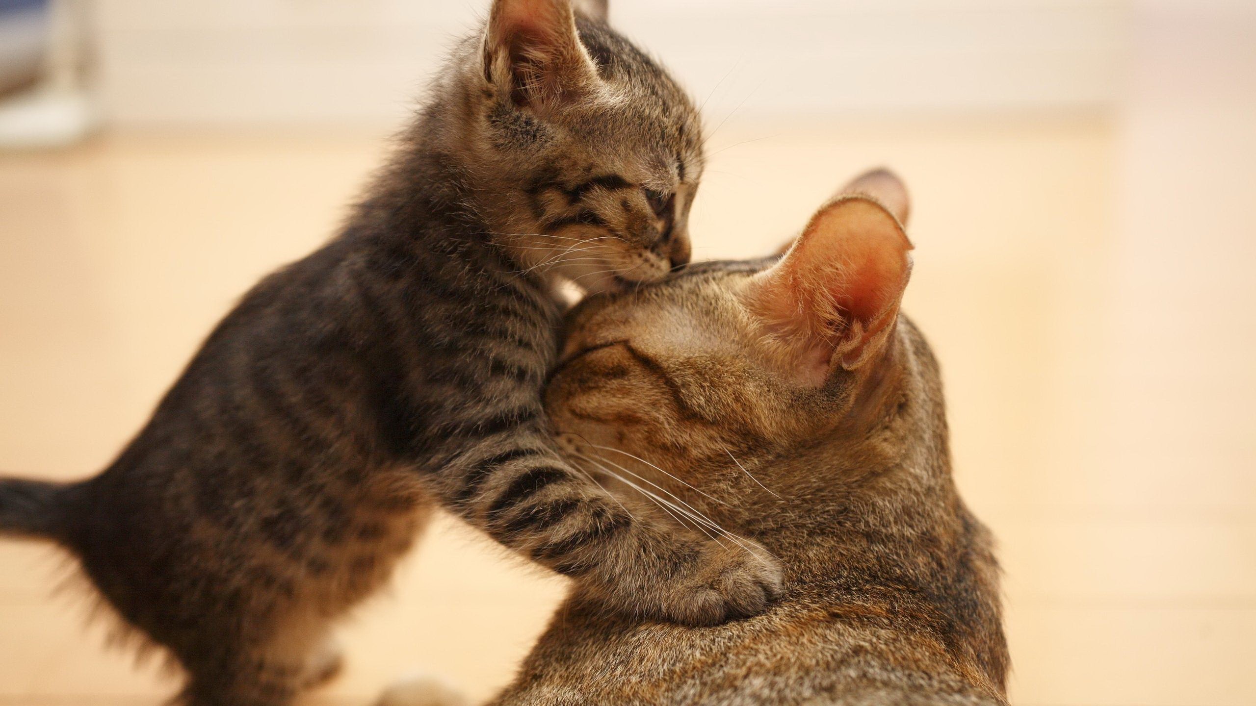 Kitten nuzzles mother cat HD Wallpaper