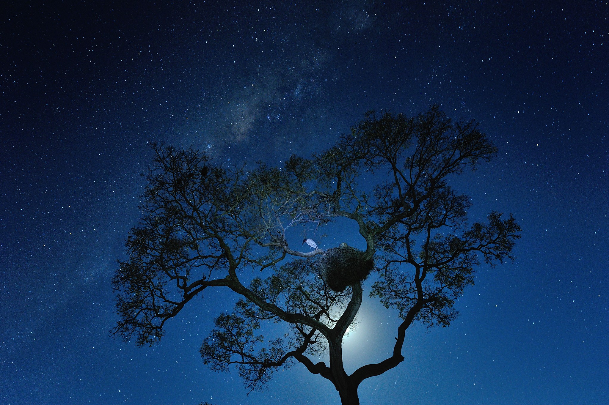 Silhouette of a tree against a starry night sky HD Wallpaper