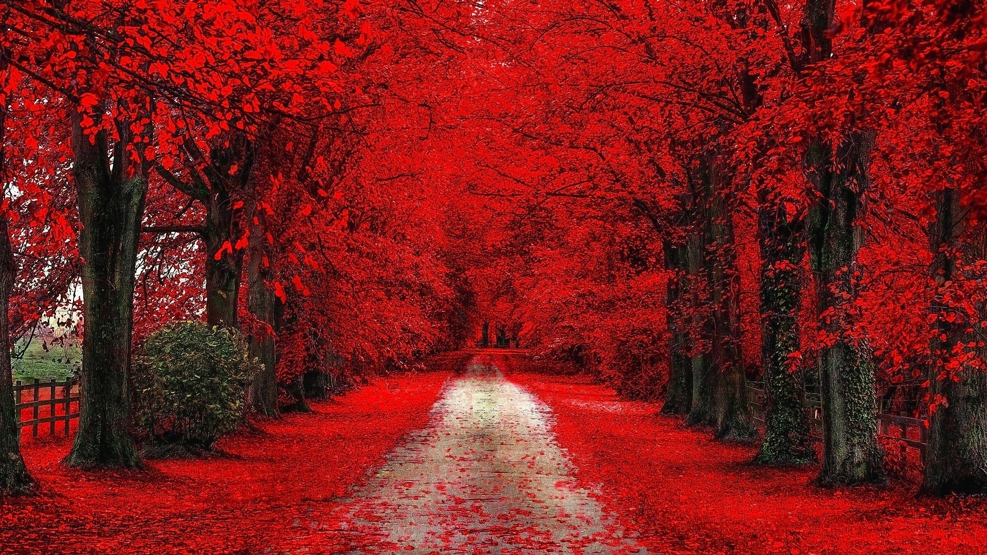 A pathway lined with trees in full red autumn foliage HD Wallpaper