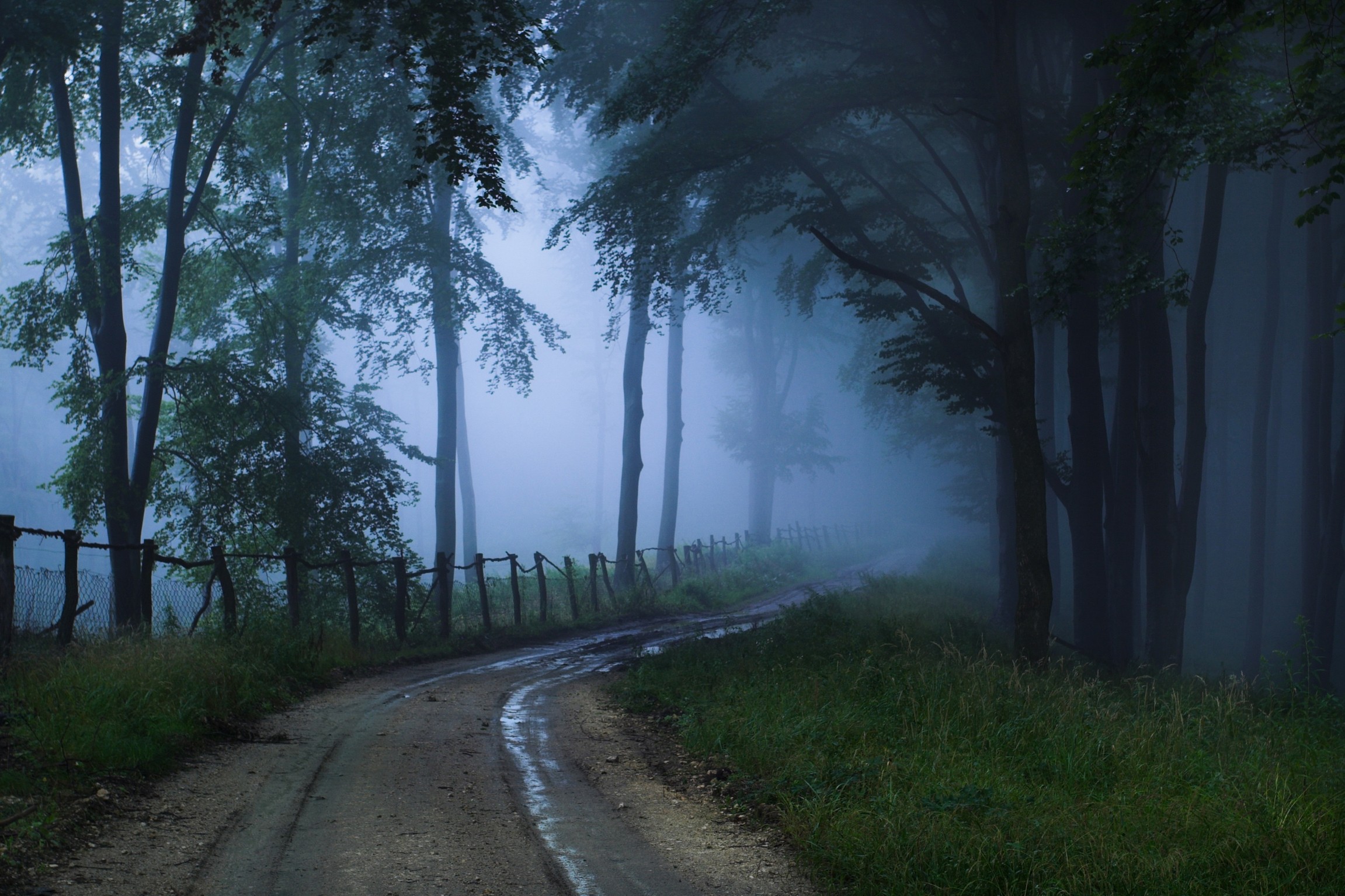 Misty forest path with trees and a fence HD Wallpaper