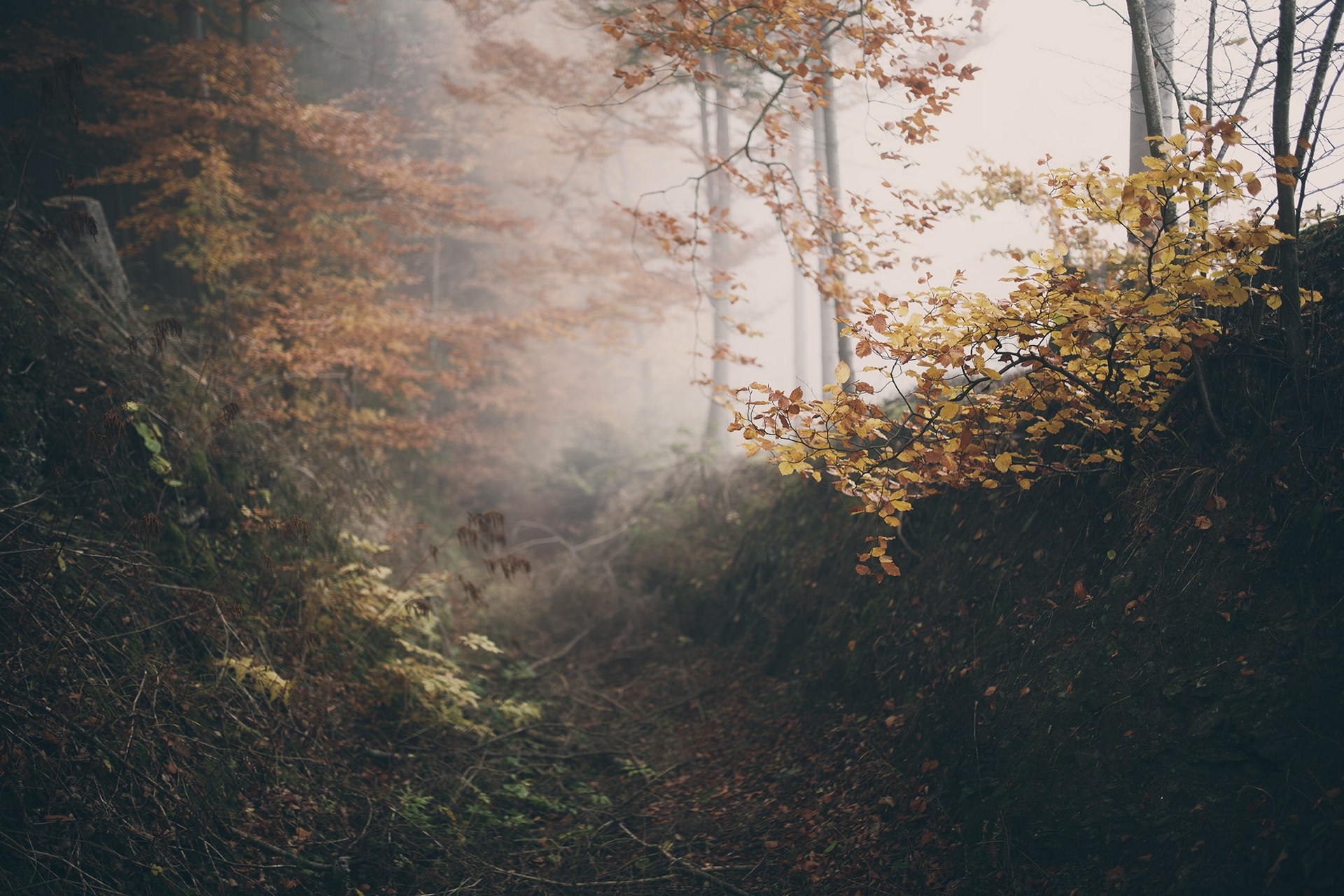 Autumn forest path with fog HD Wallpaper