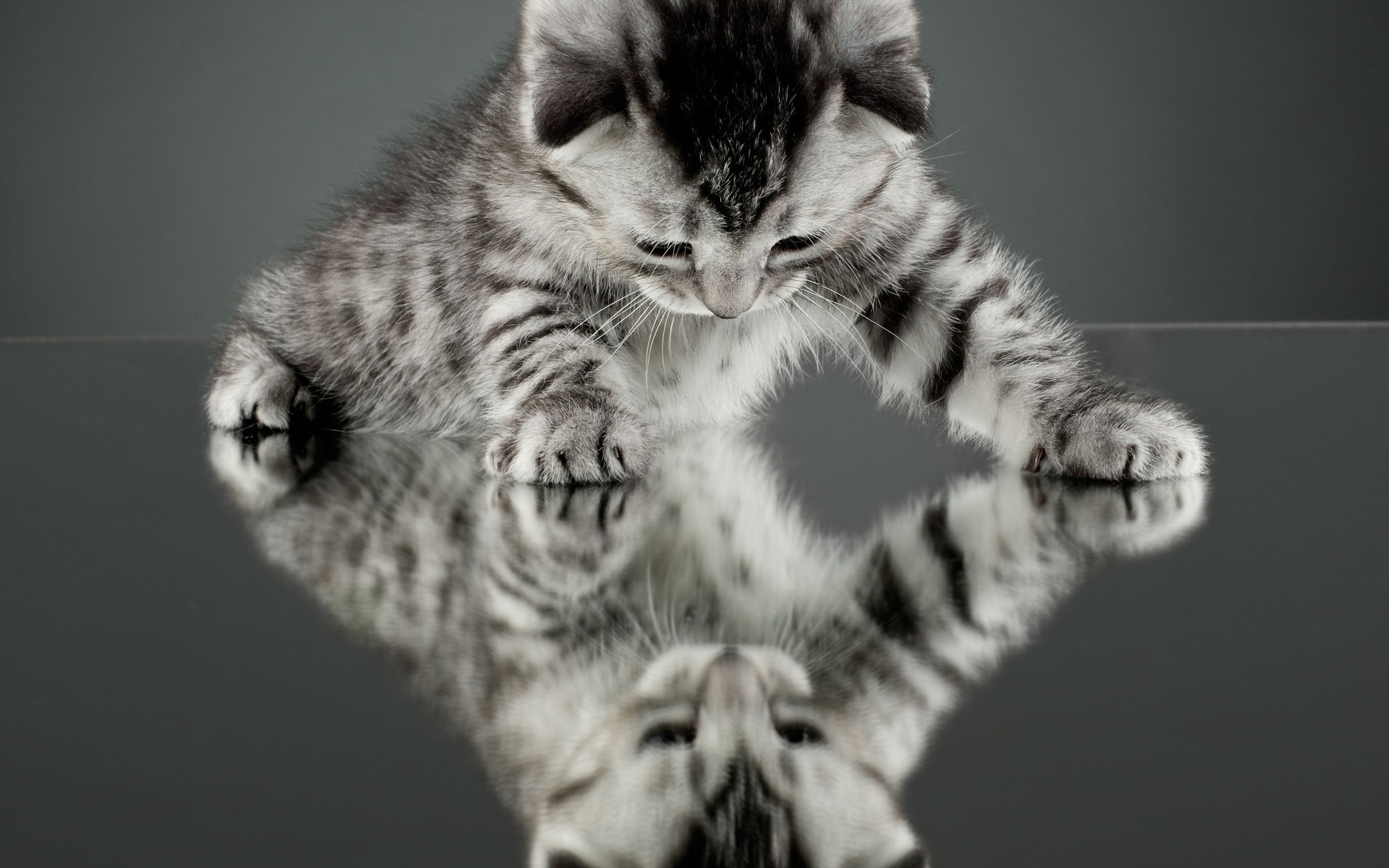 A kitten looks at its reflection on a shiny surface HD Wallpaper