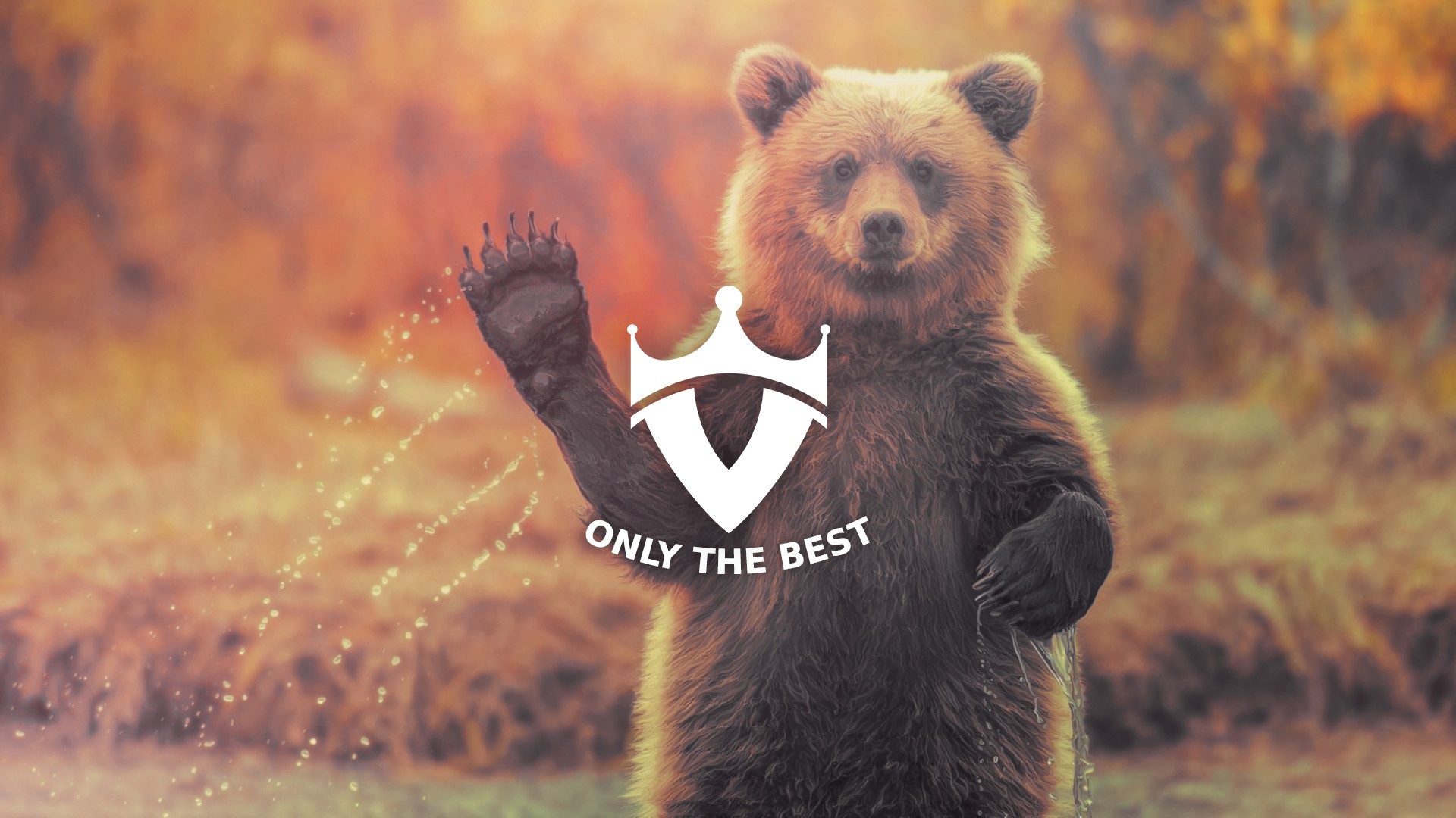 Bear waving with a logo and text HD Wallpaper