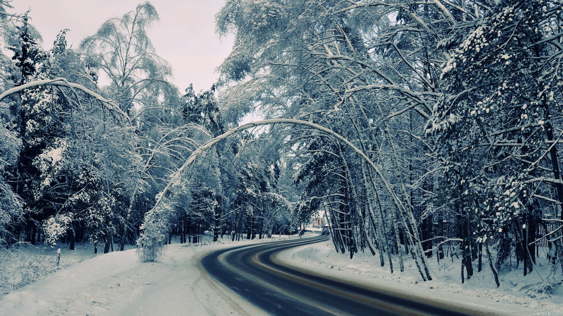 Snow-covered trees arch over a winding road HD Wallpaper