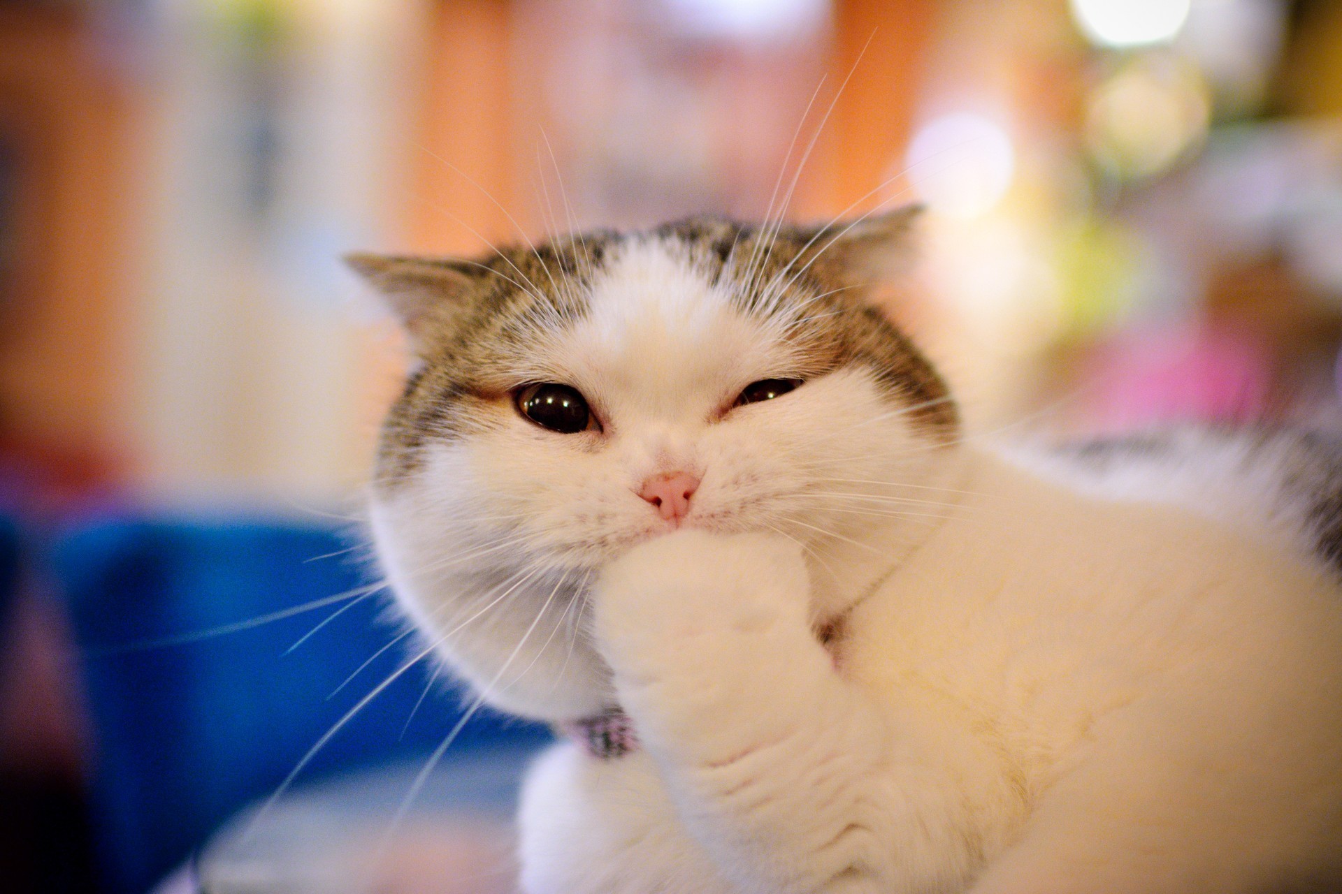A cat with white and grey fur HD Wallpaper