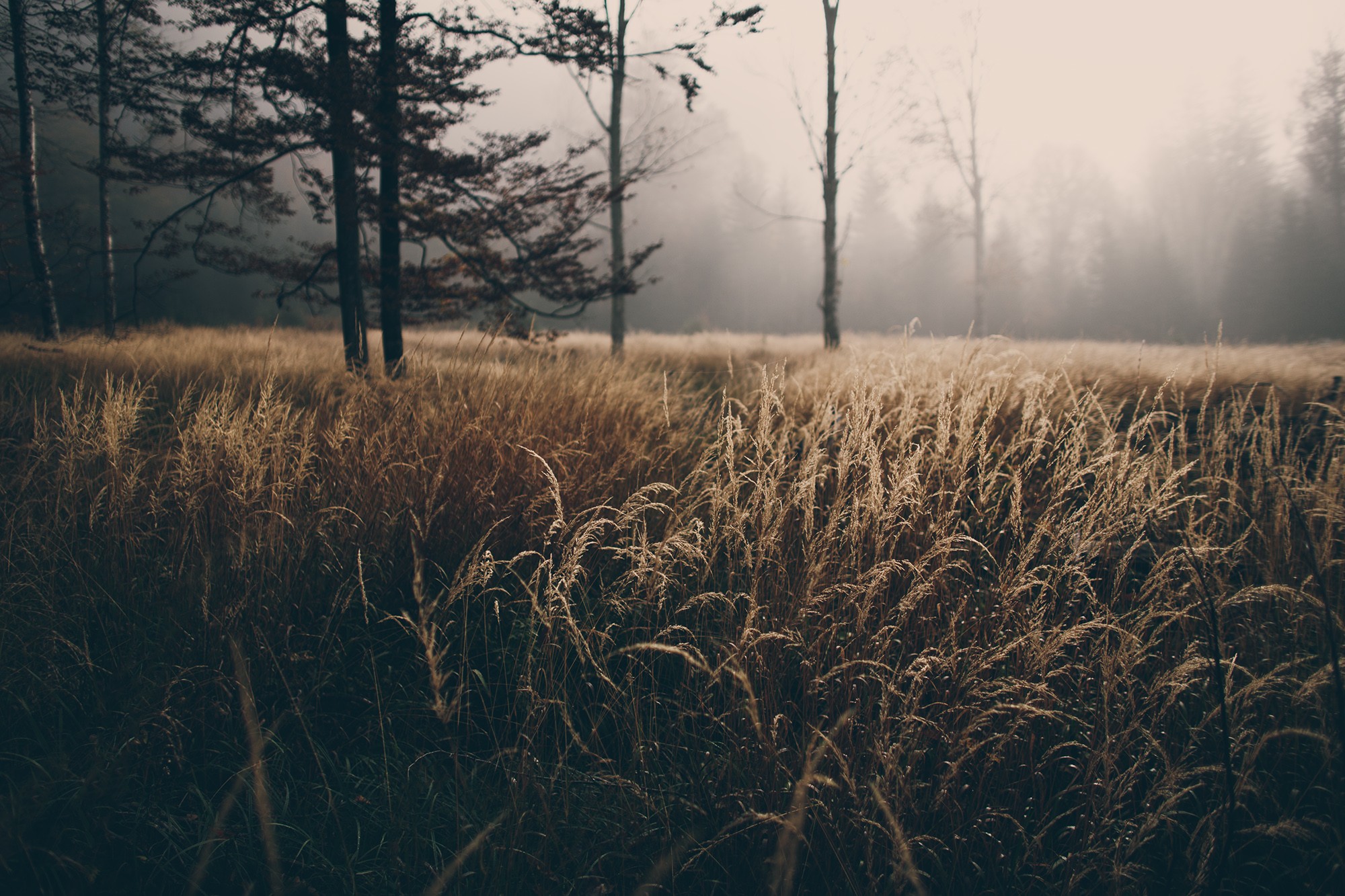 Field of tall grass with trees in mist HD Wallpaper