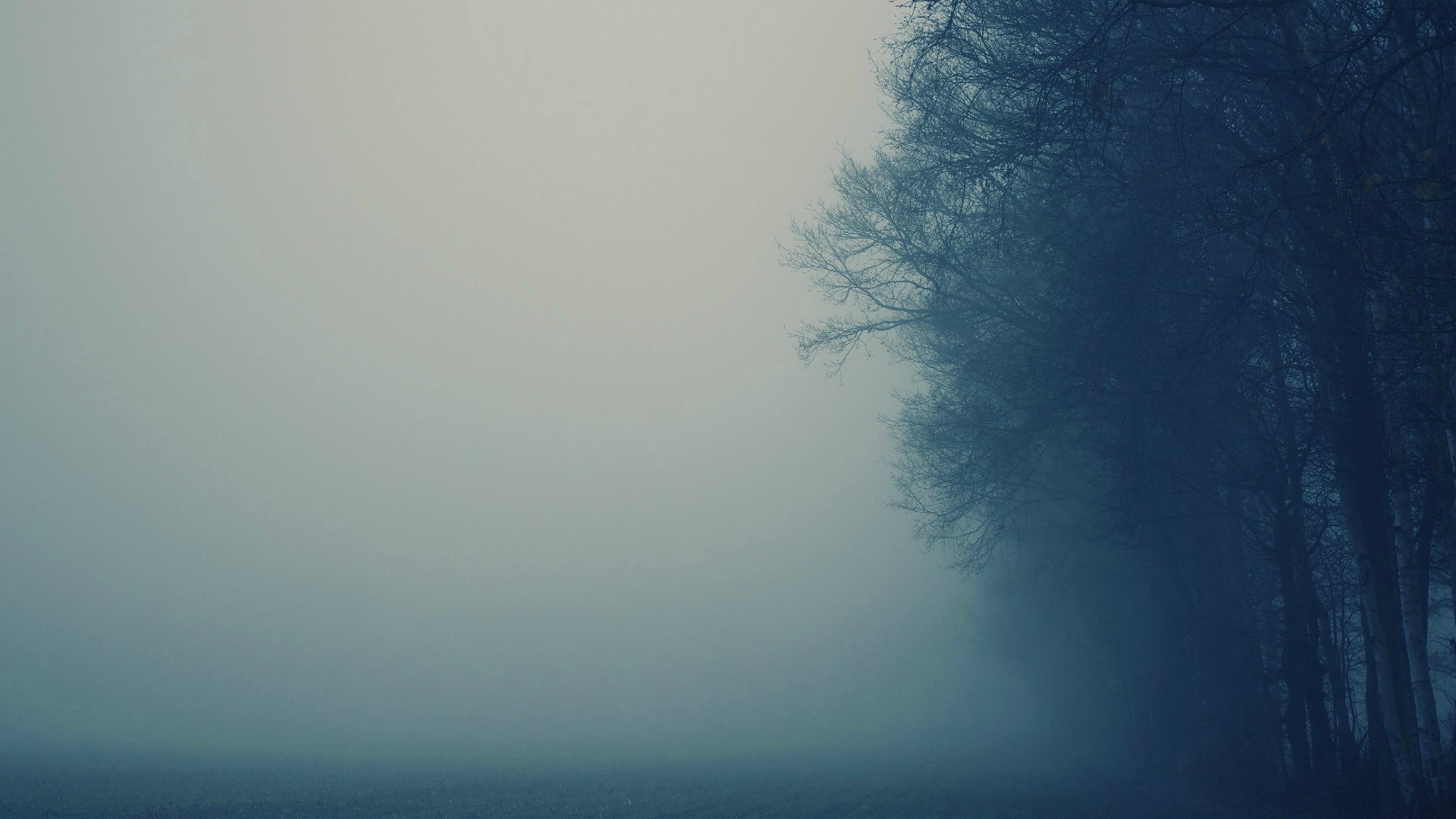 Trees in the mist HD Wallpaper