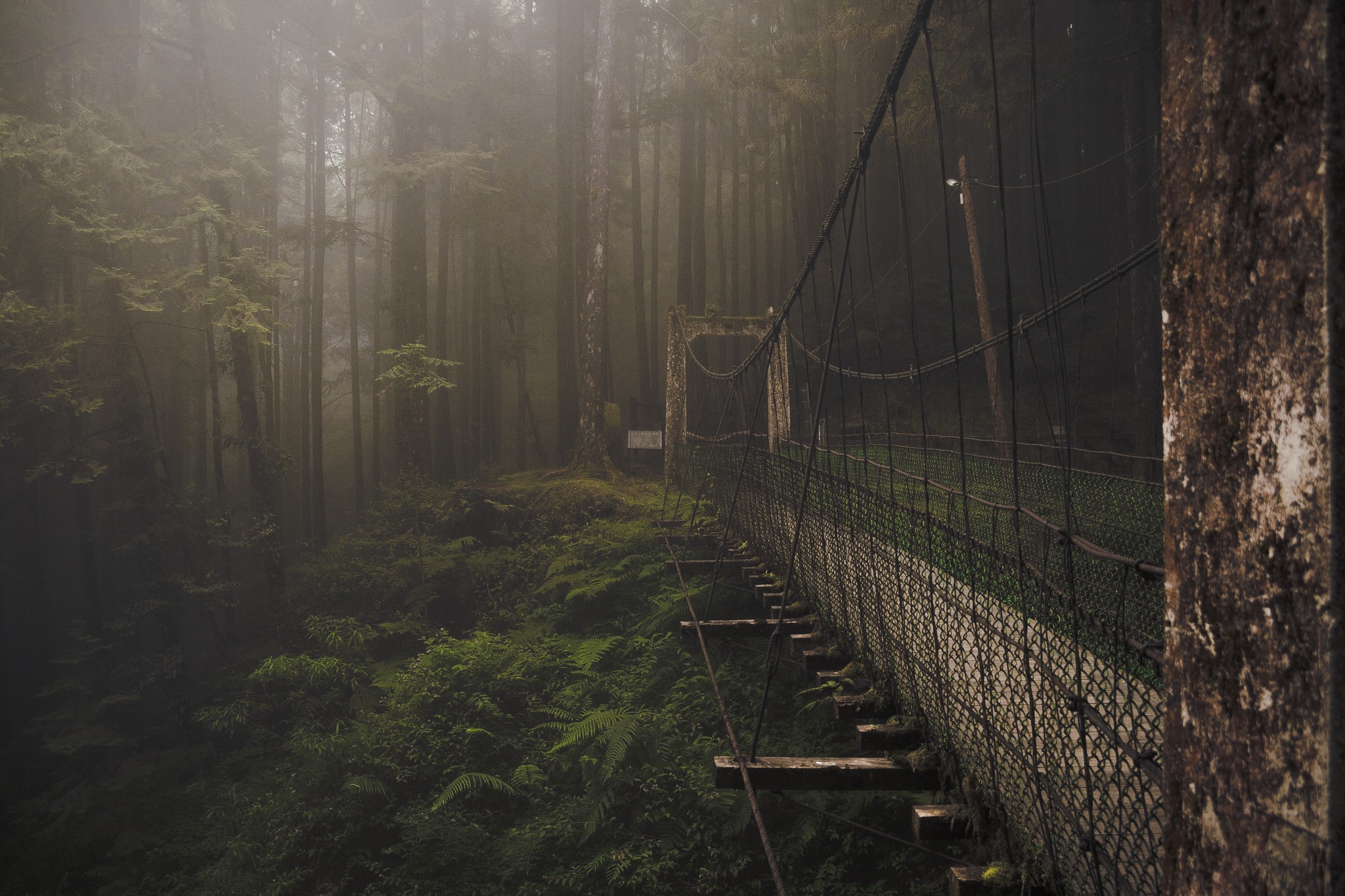 Suspension bridge in a foggy forest HD Wallpaper
