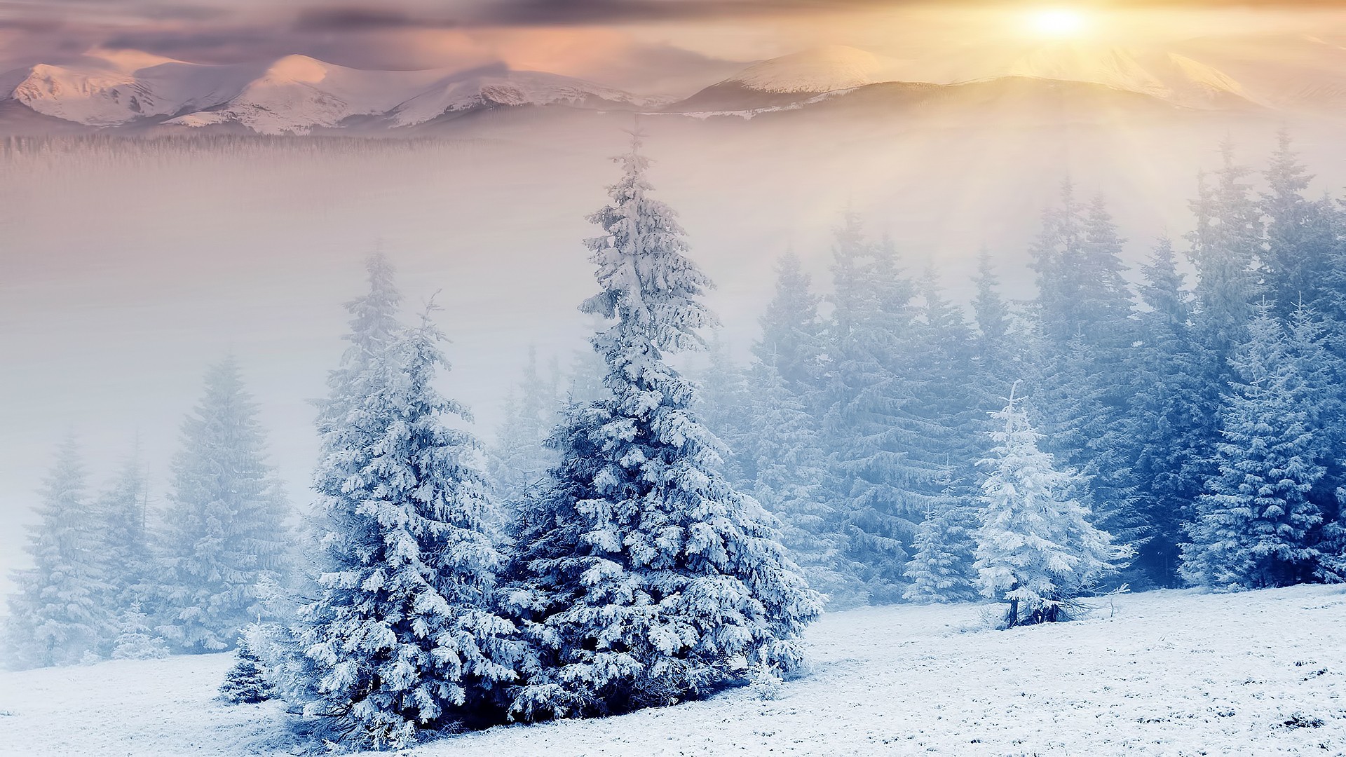 Snow-covered trees in a misty mountain landscape HD Wallpaper