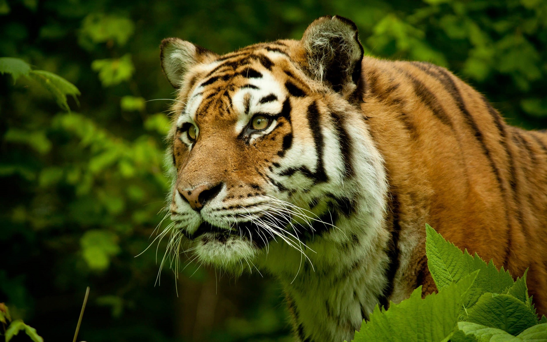 Tiger in a lush green forest HD Wallpaper