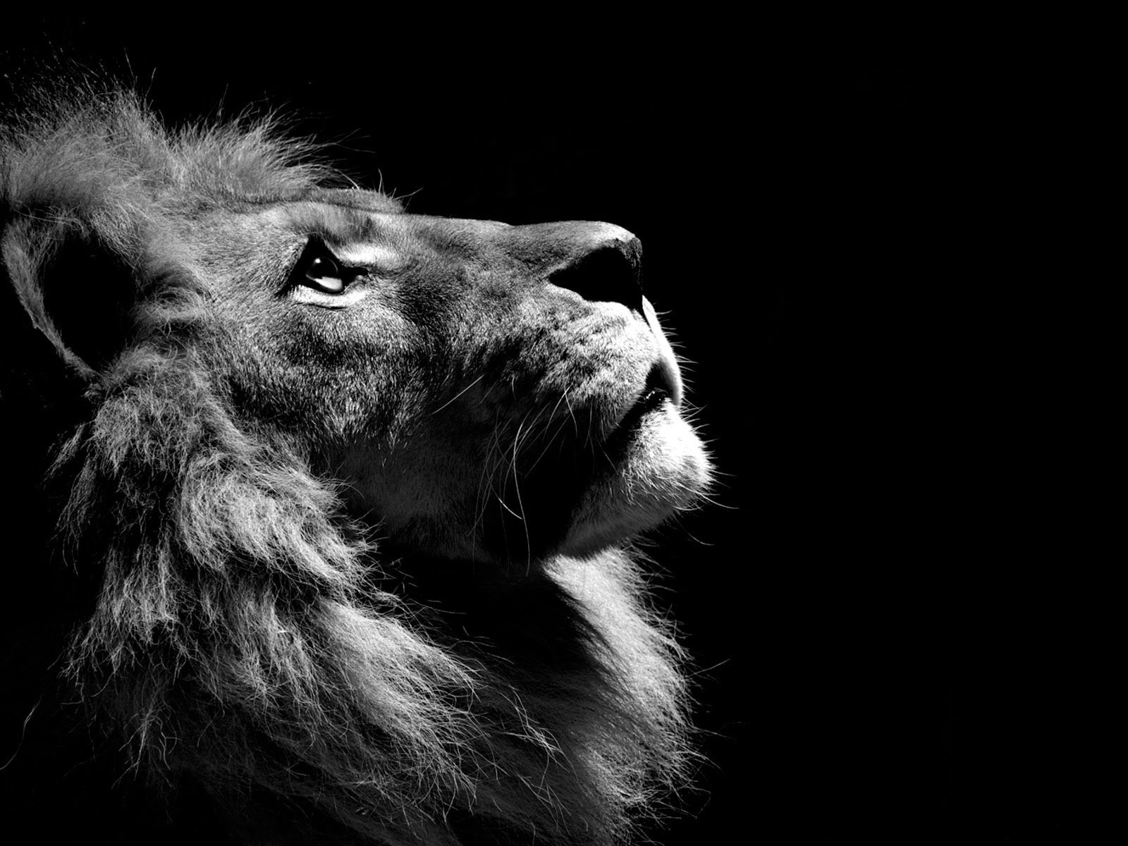 Monochrome portrait of a lion looking up HD Wallpaper