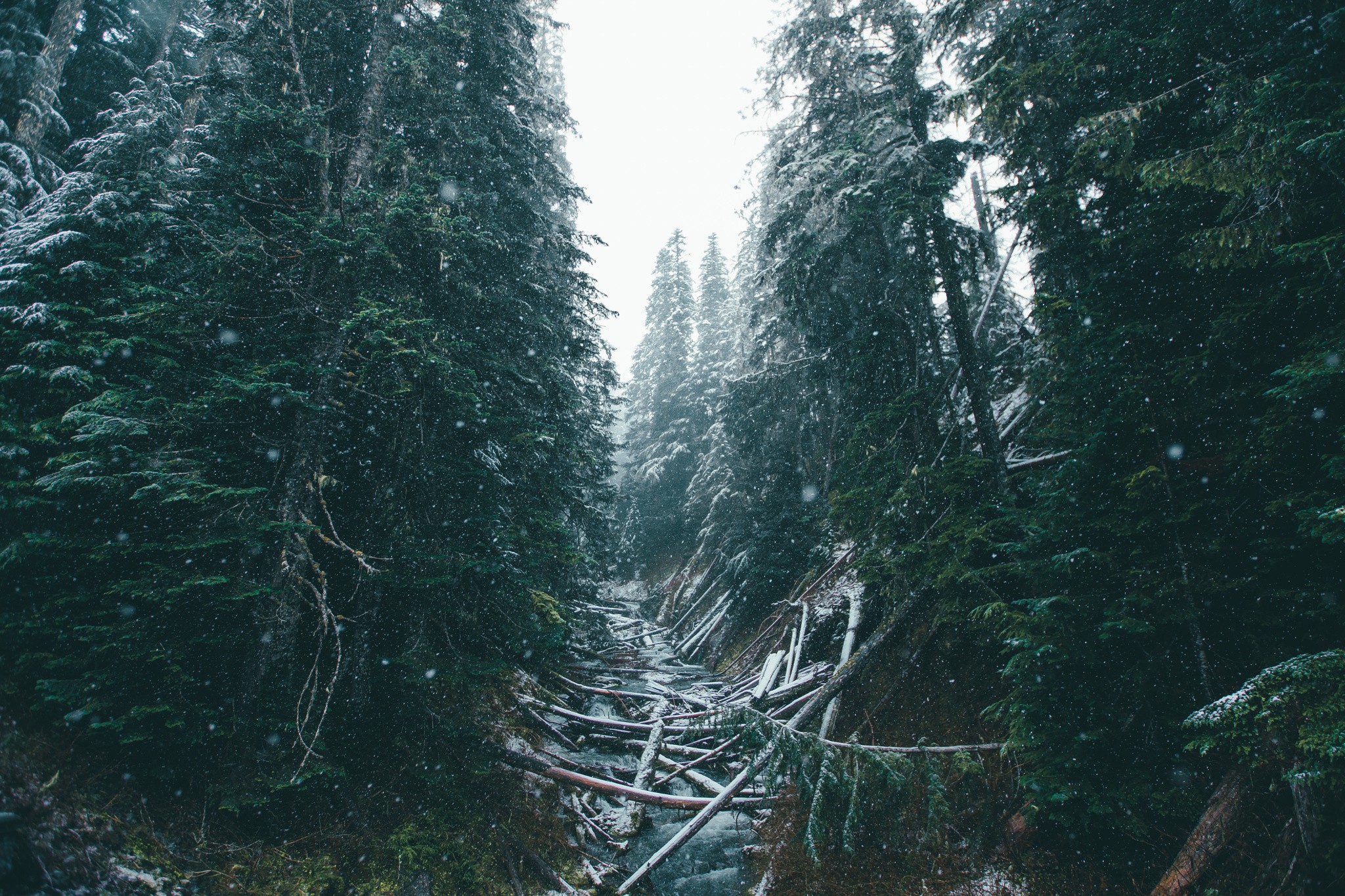 Snow falling in a dense fir forest with fallen trees HD Wallpaper