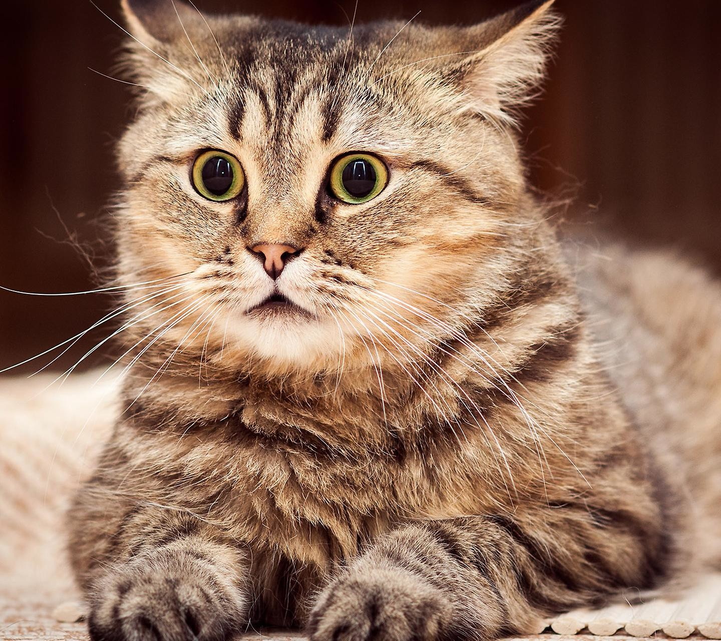 A tabby cat with wide eyes HD Wallpaper