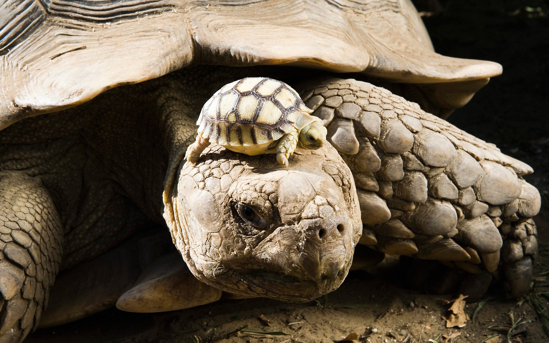 Baby tortoise on adult tortoise's head HD Wallpaper