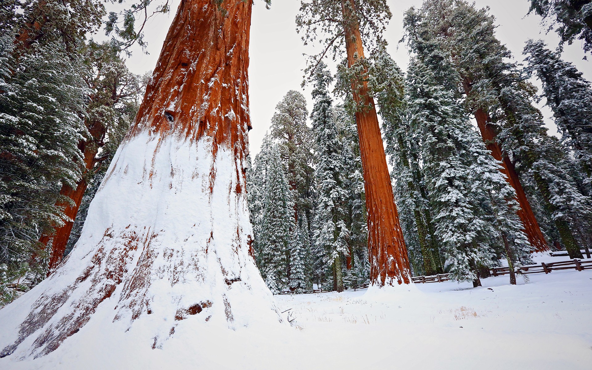 Giant sequoia trees covered in snow in a forest HD Wallpaper