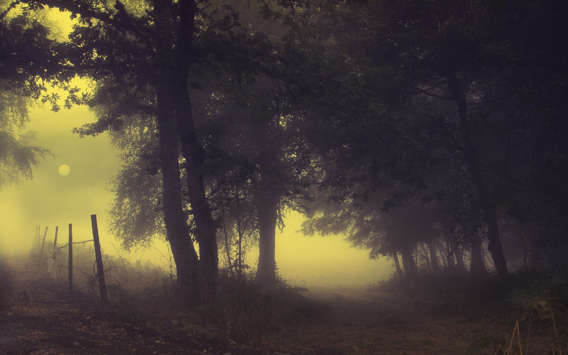 Misty forest path with a fence and a pale sun HD Wallpaper