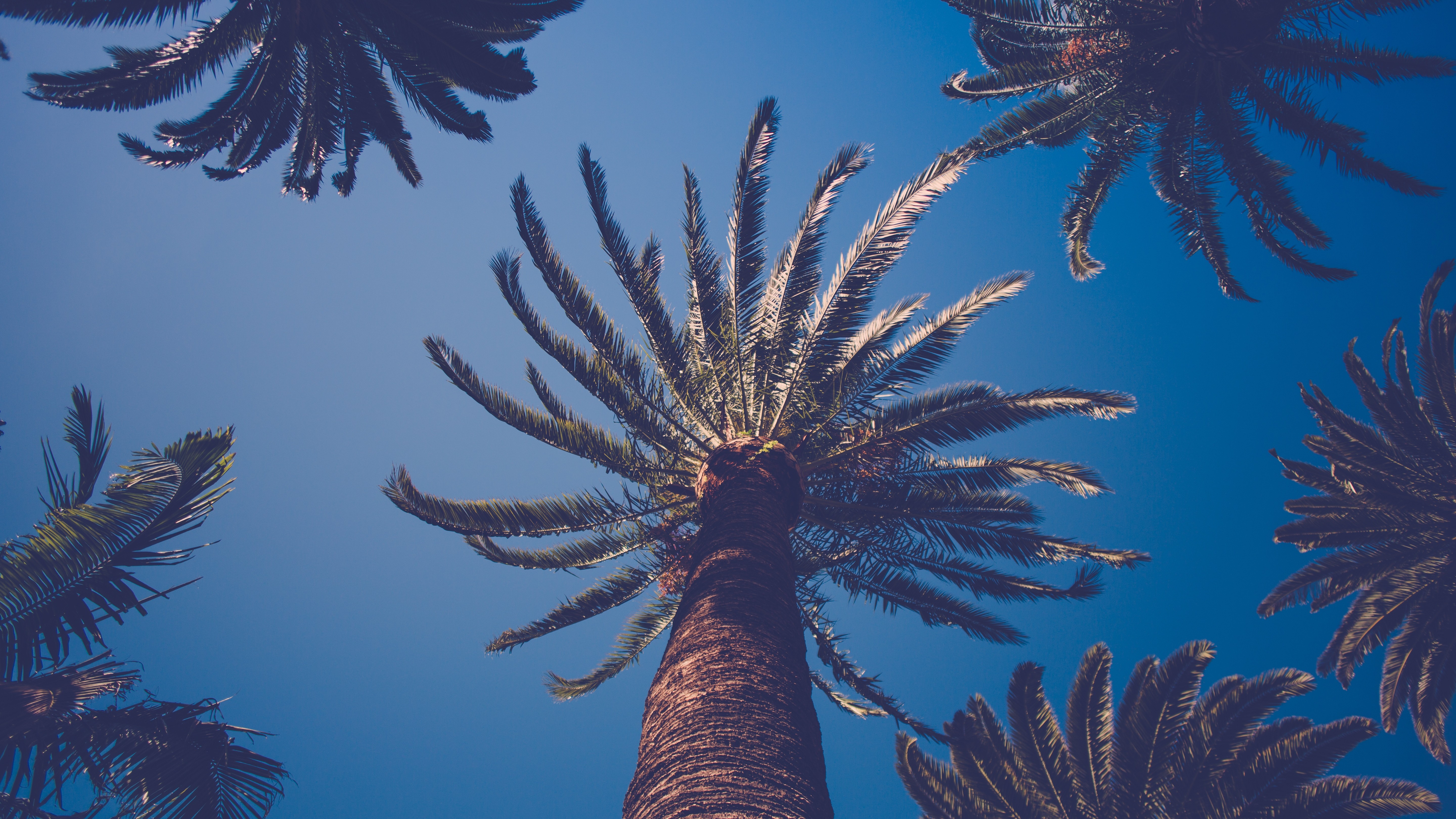 Palm trees against a clear blue sky HD Wallpaper