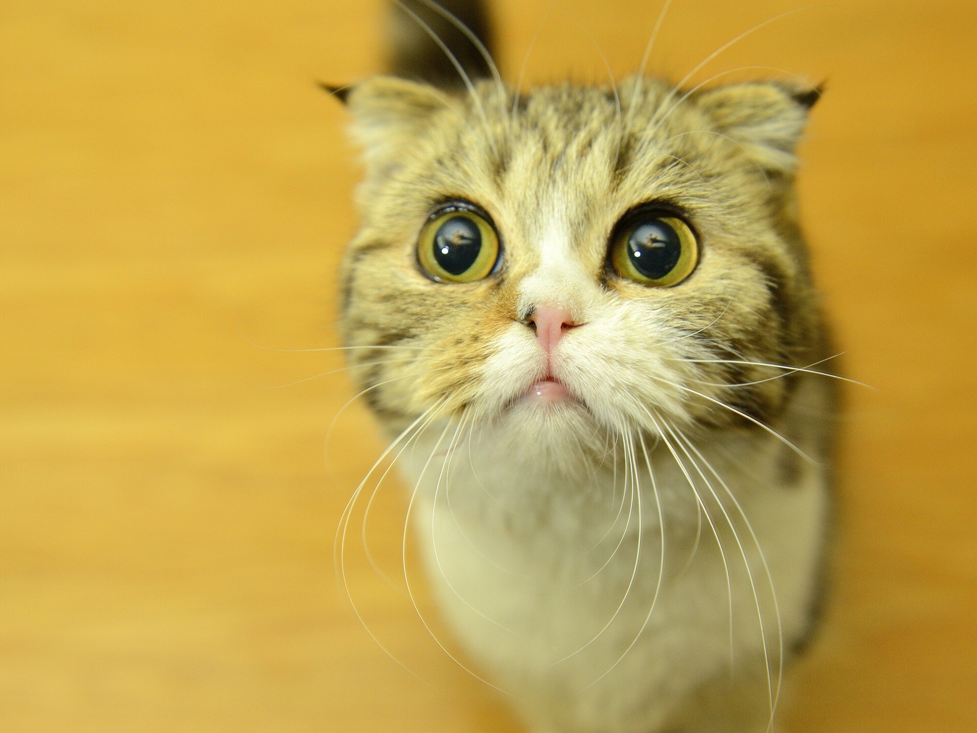 A close-up of a Scottish Fold cat looking up HD Wallpaper