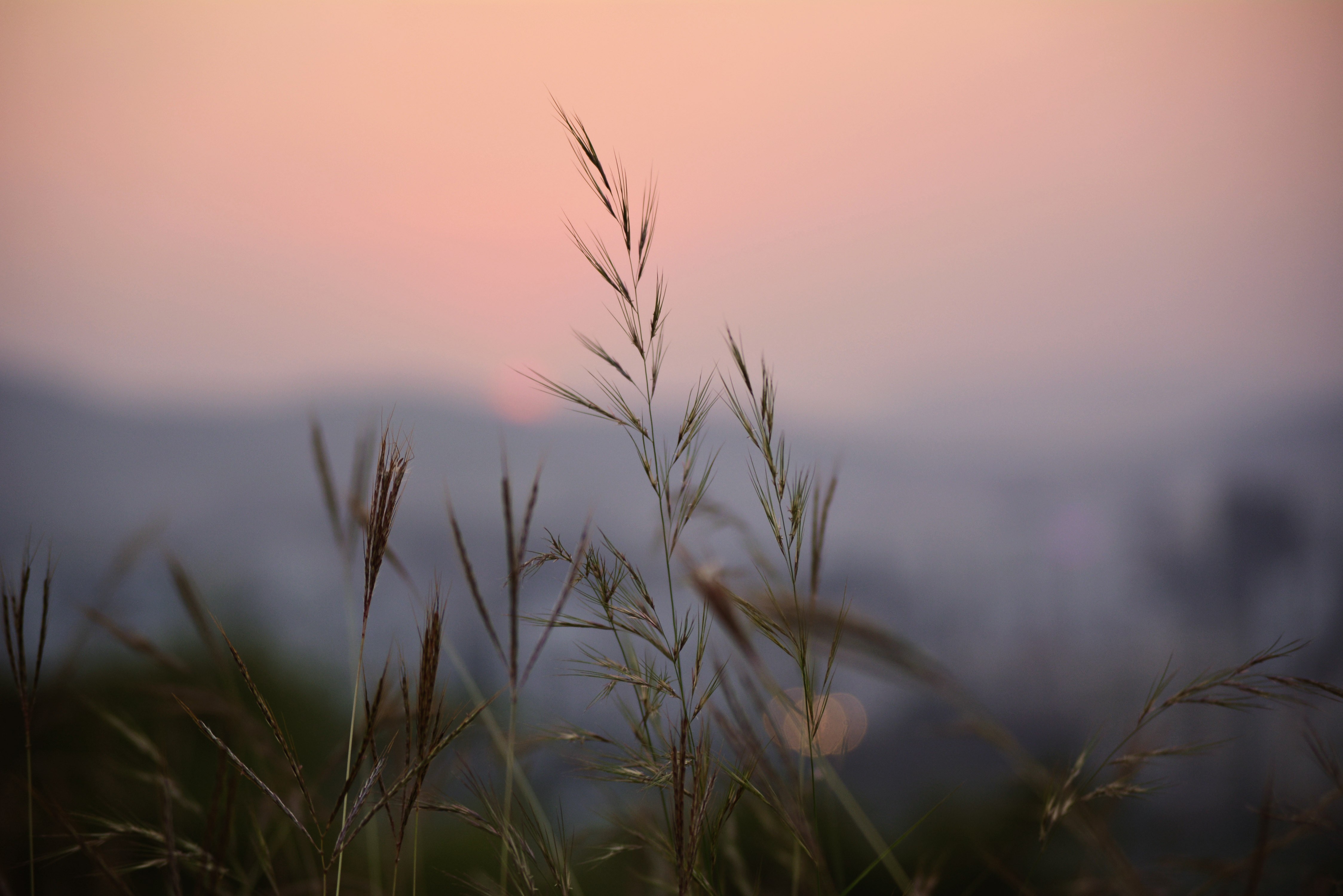 Tall grass silhouetted against a sunset sky HD Wallpaper
