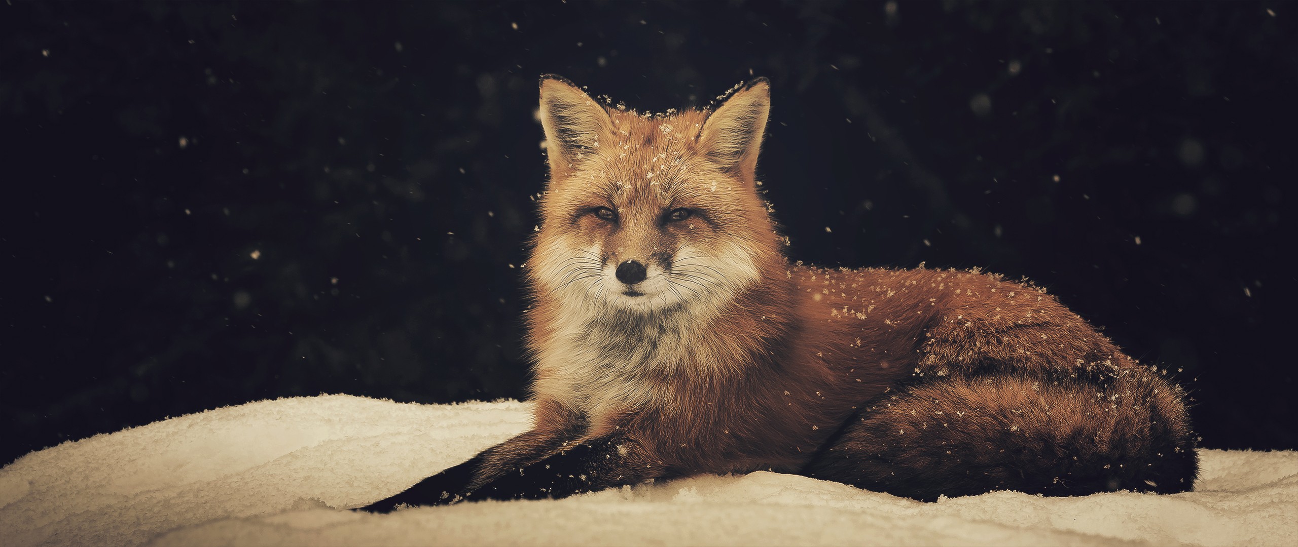 A fox rests in the snow during a snowfall HD Wallpaper