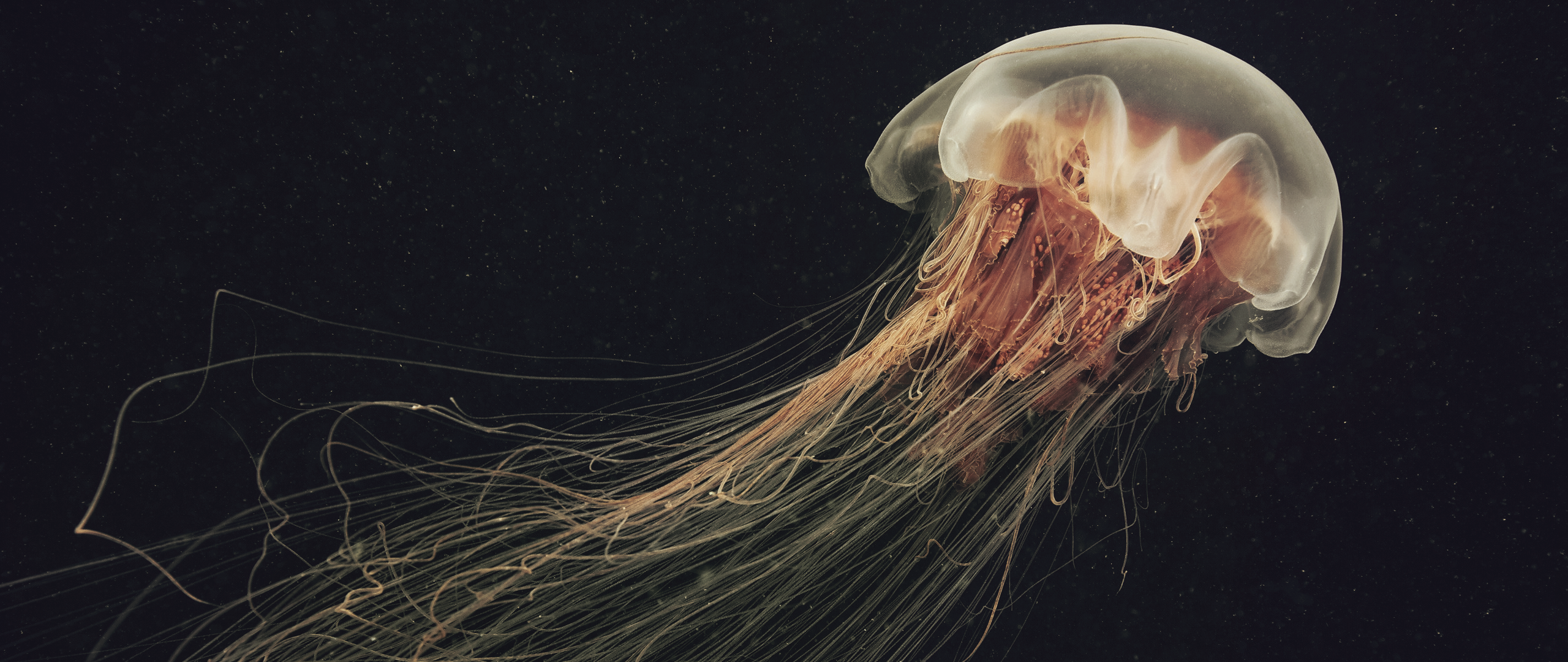 A translucent jellyfish with long tentacles HD Wallpaper