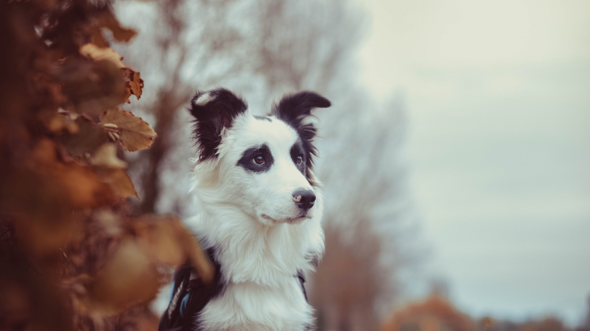Border Collie dog with panda-like markings HD Wallpaper