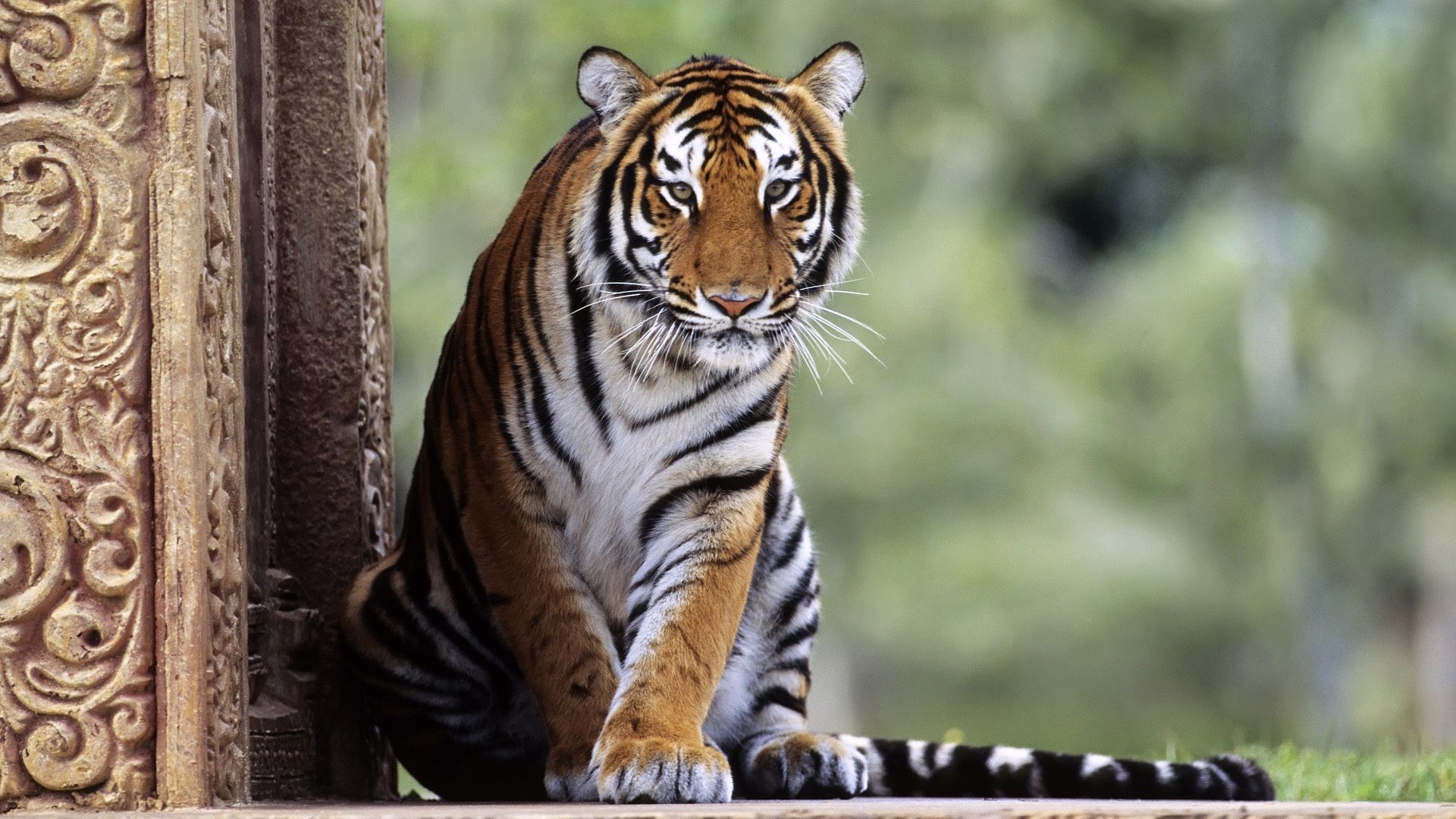 Tiger sitting next to ancient stone carving HD Wallpaper