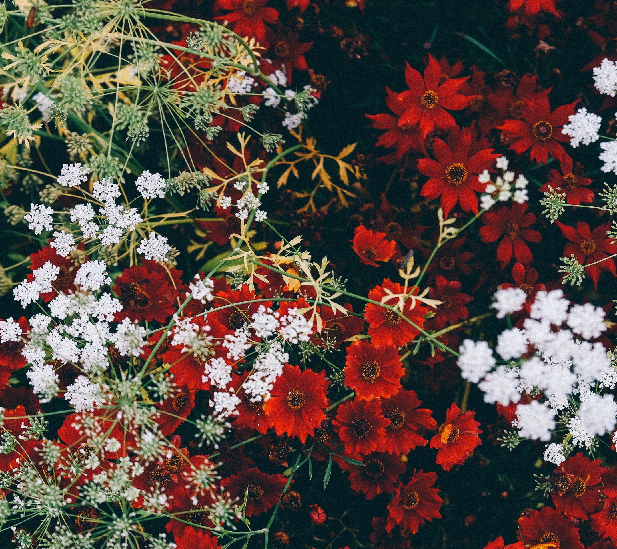 Red and white flowers in a garden HD Wallpaper