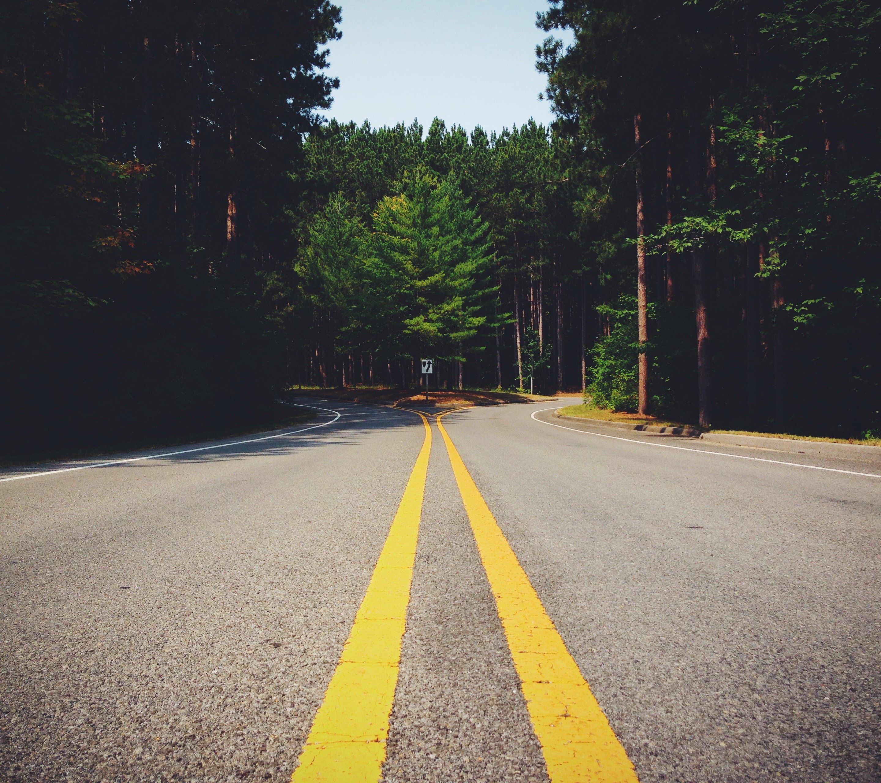Road splitting through a dense forest HD Wallpaper