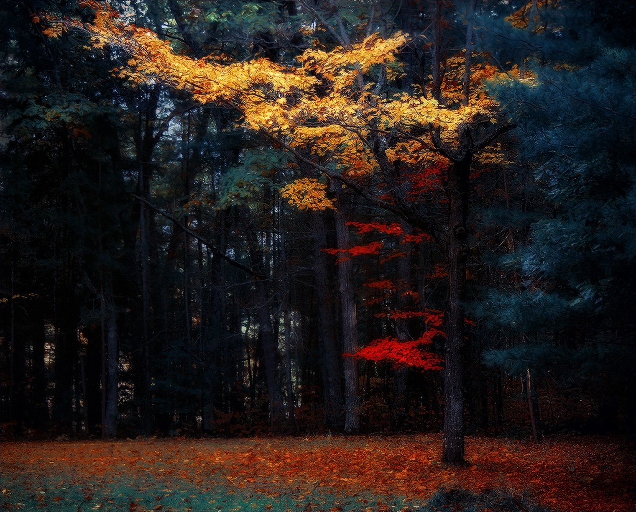 Colorful forest with autumn leaves on the ground HD Wallpaper