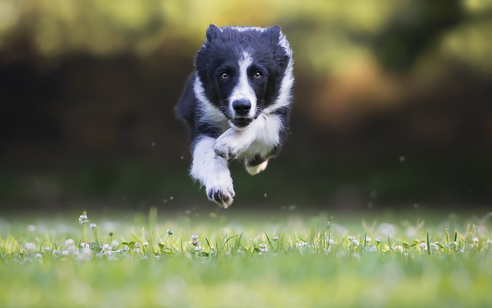 Border Collie puppy jumping over grass HD Wallpaper