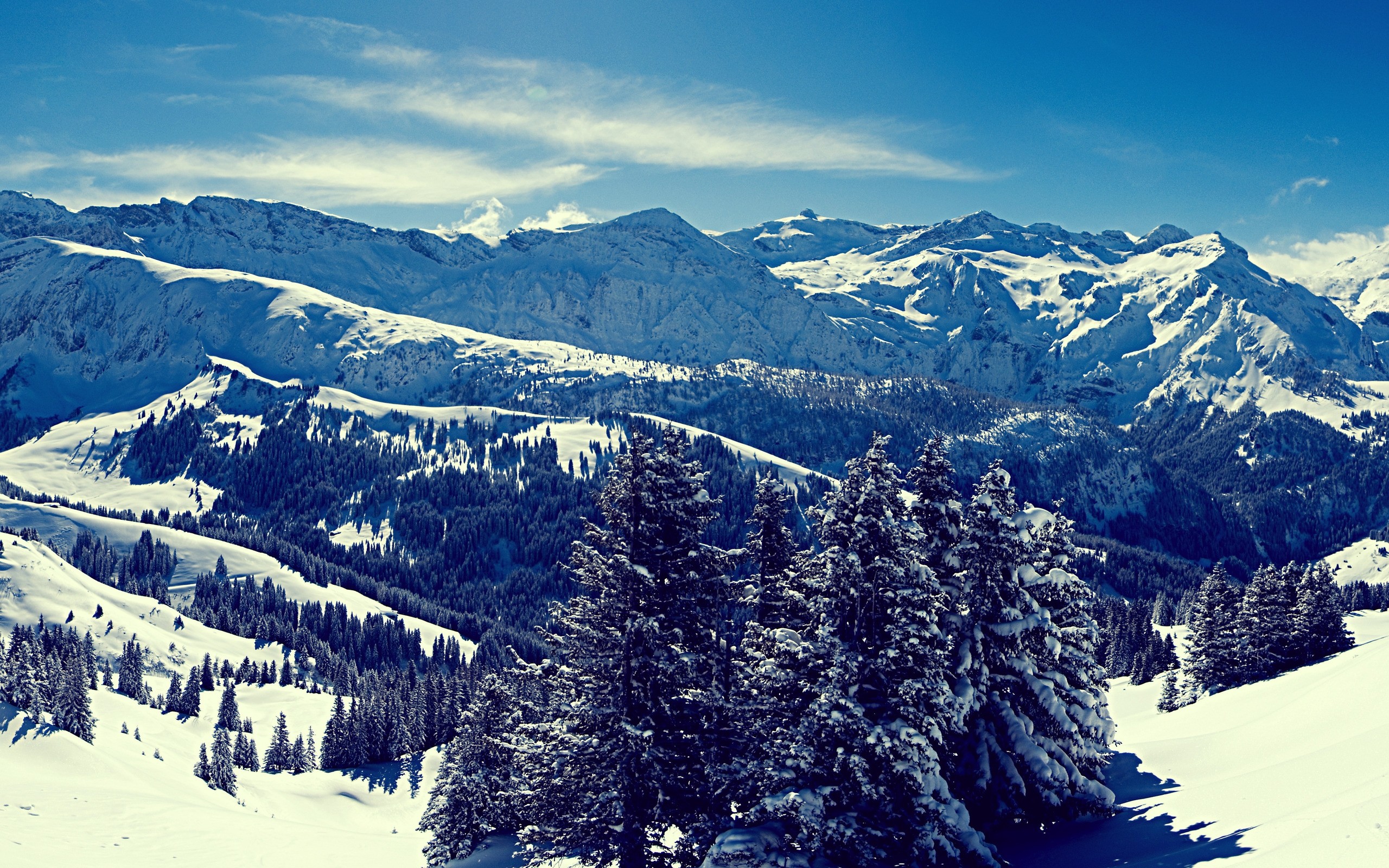 Snow-covered mountains and pine trees under a blue sky HD Wallpaper