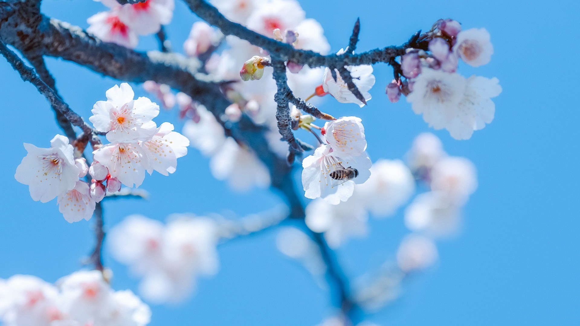 Cherry blossoms with a bee on a branch HD Wallpaper