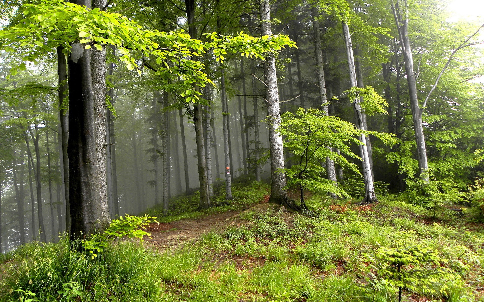 A foggy forest with tall trees and green foliage HD Wallpaper