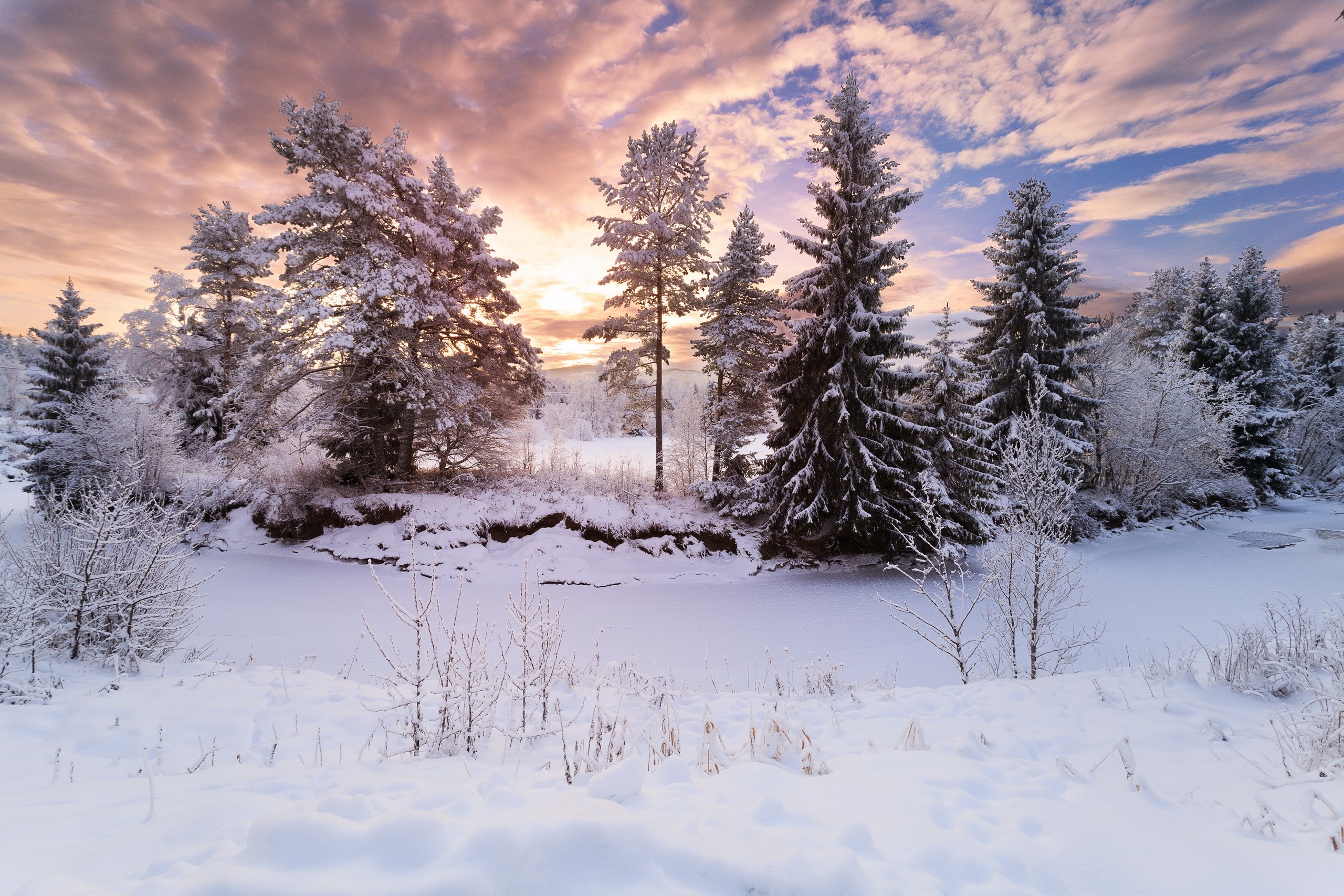 Snow-covered pine trees by a frozen river at sunset HD Wallpaper