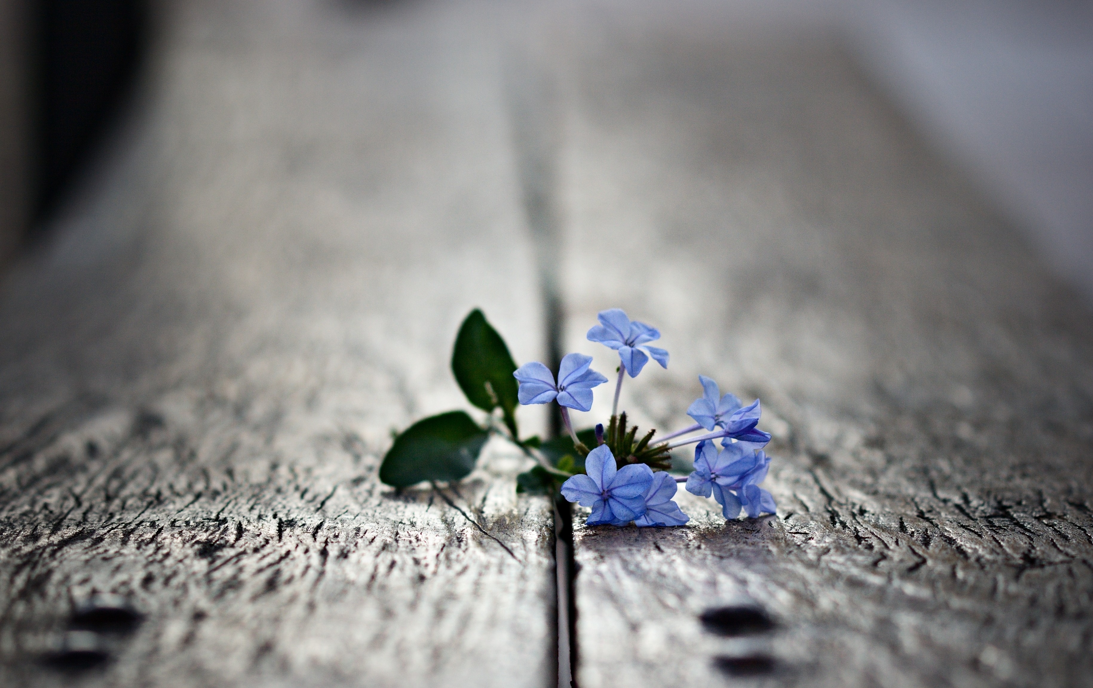 Blue flowers on a wooden surface HD Wallpaper