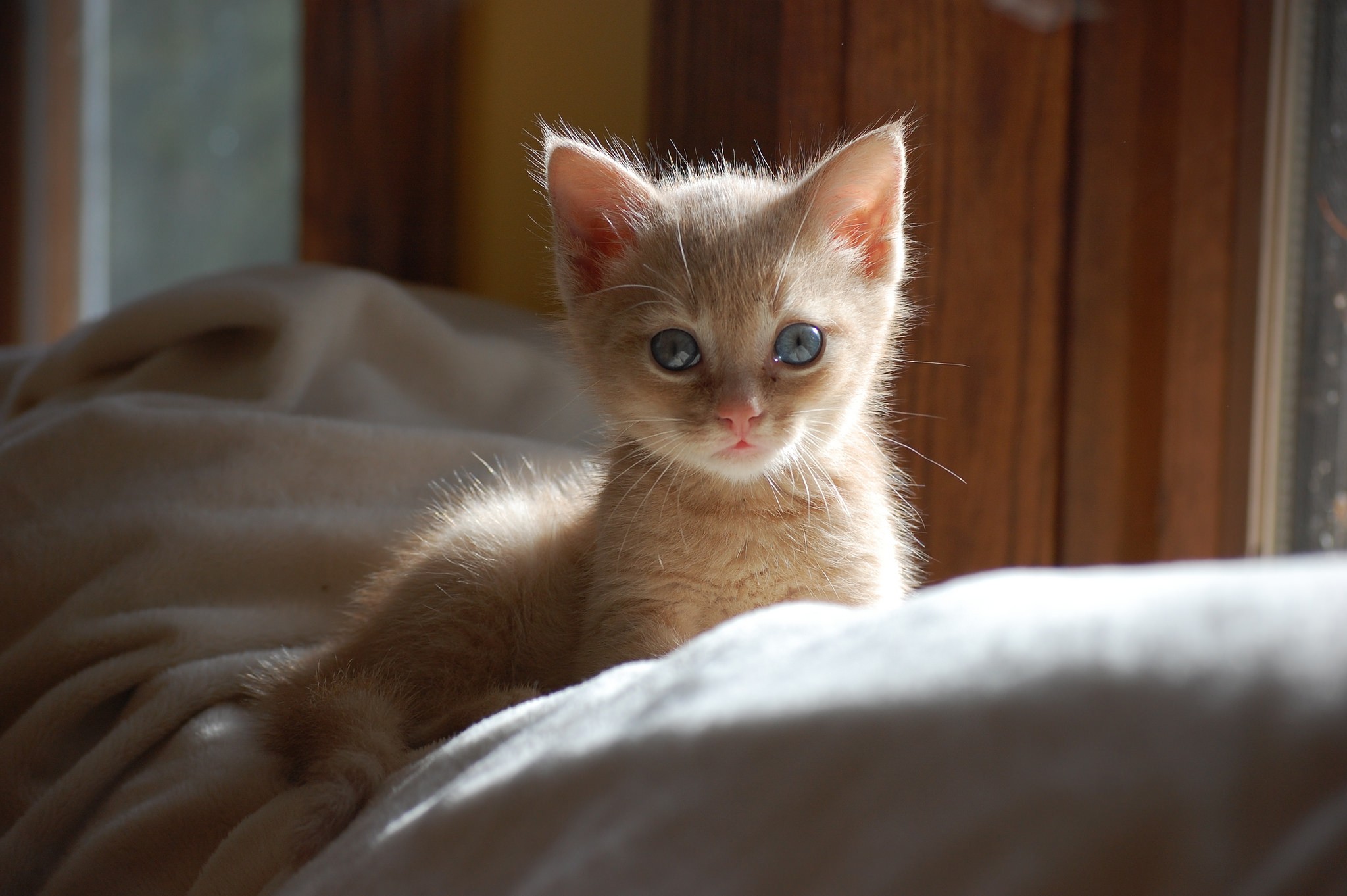 A fluffy ginger kitten with blue eyes HD Wallpaper