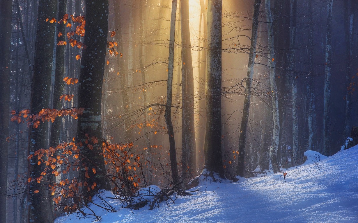 Sun rays in a snowy forest with autumn leaves HD Wallpaper