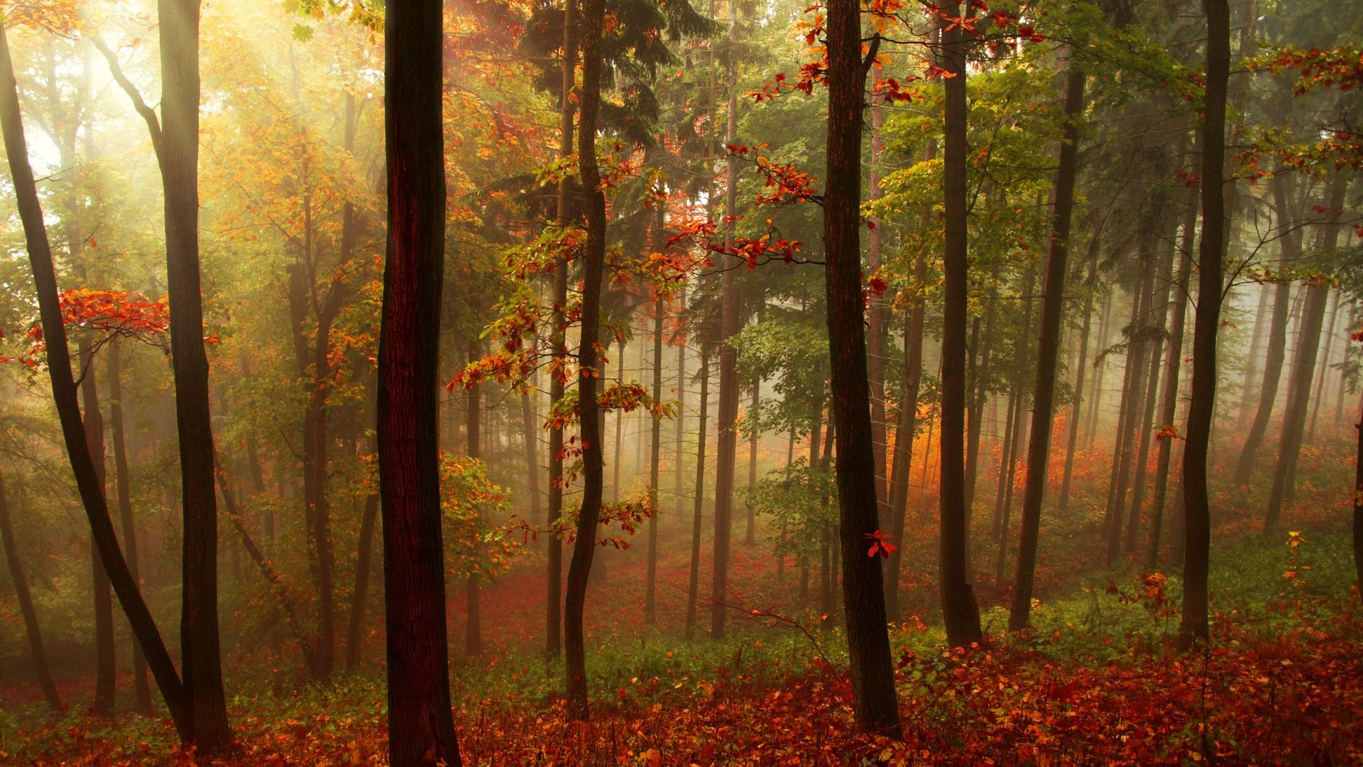 Autumn forest with sunbeams HD Wallpaper