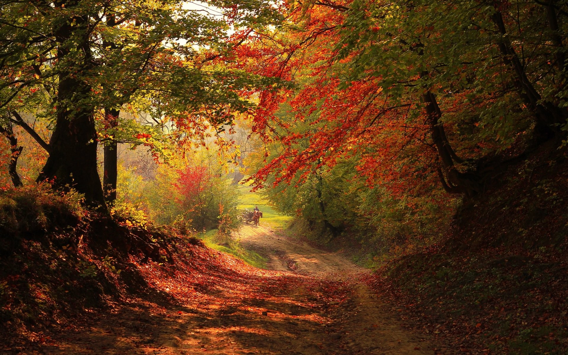 Dirt road through a forest in autumn HD Wallpaper