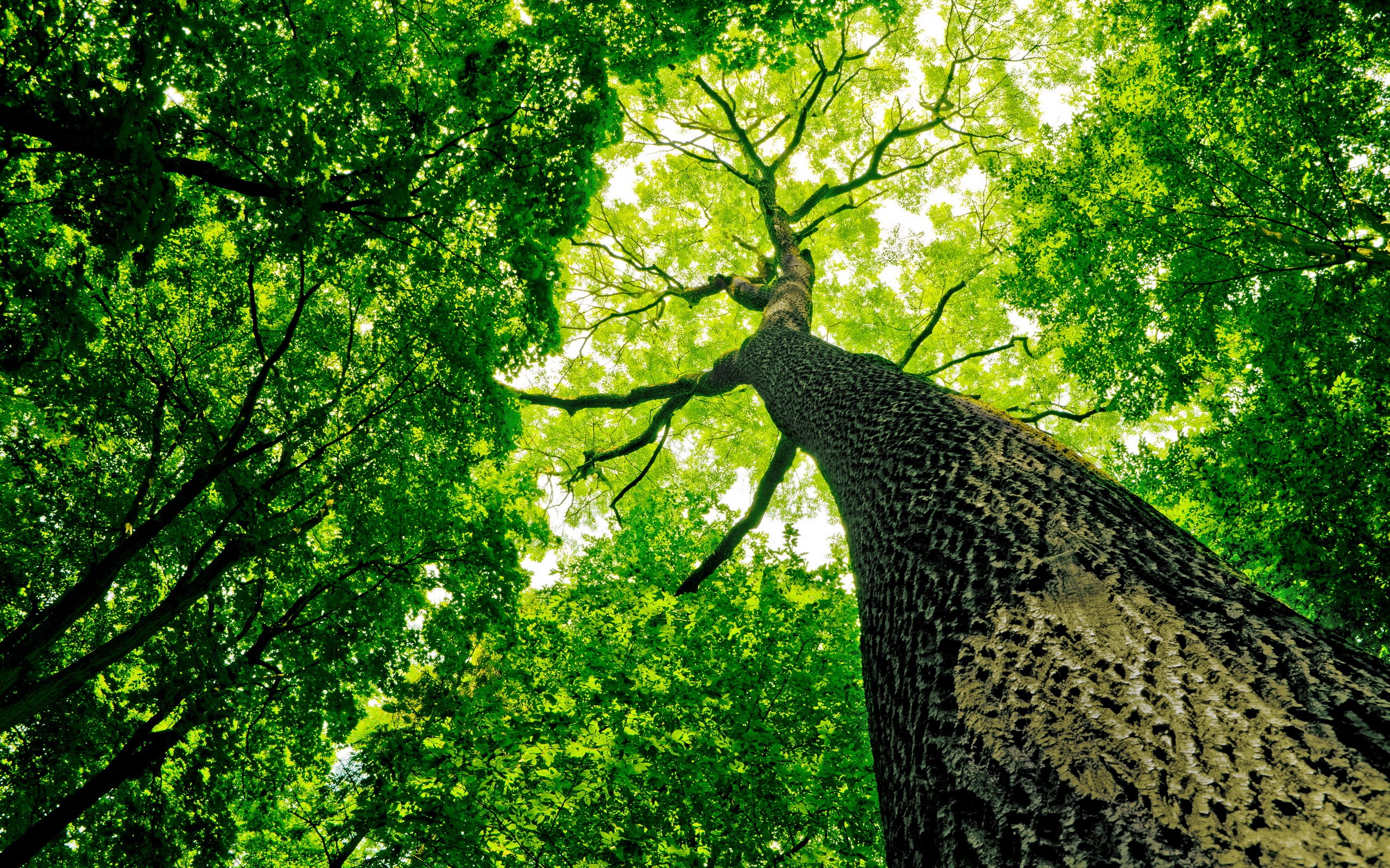 Worm's eye view of a forest canopy with a large tree HD Wallpaper