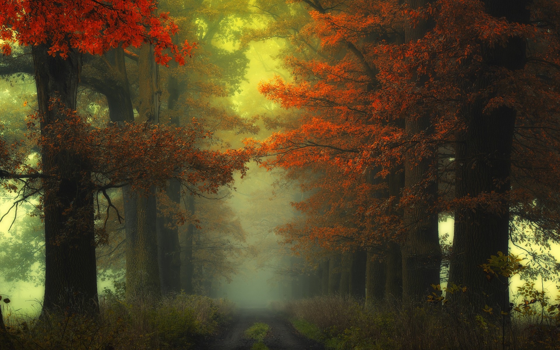 Autumn forest path with red and orange leaves in mist HD Wallpaper
