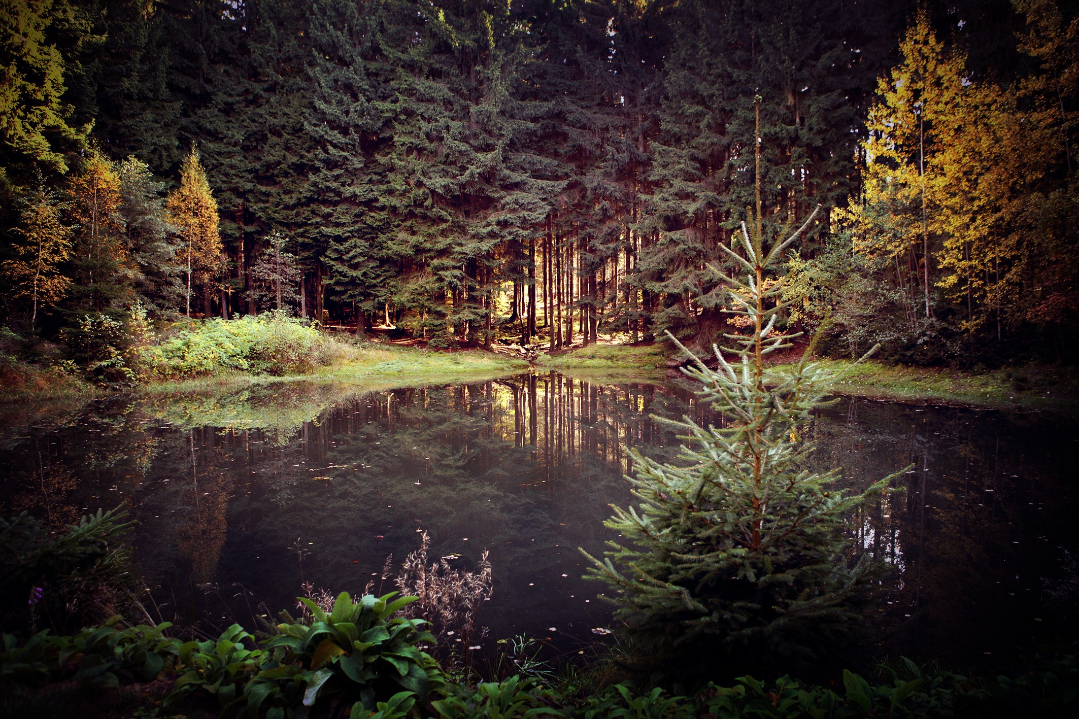 A small evergreen tree stands by a dark lake in a forest. HD Wallpaper