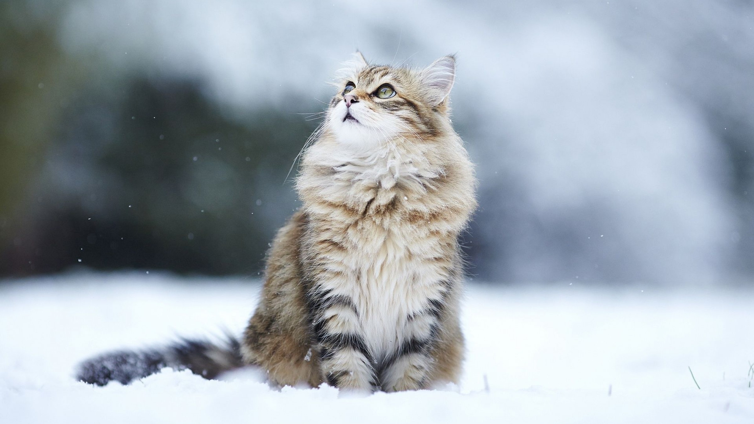 A fluffy cat sits in the snow looking up HD Wallpaper