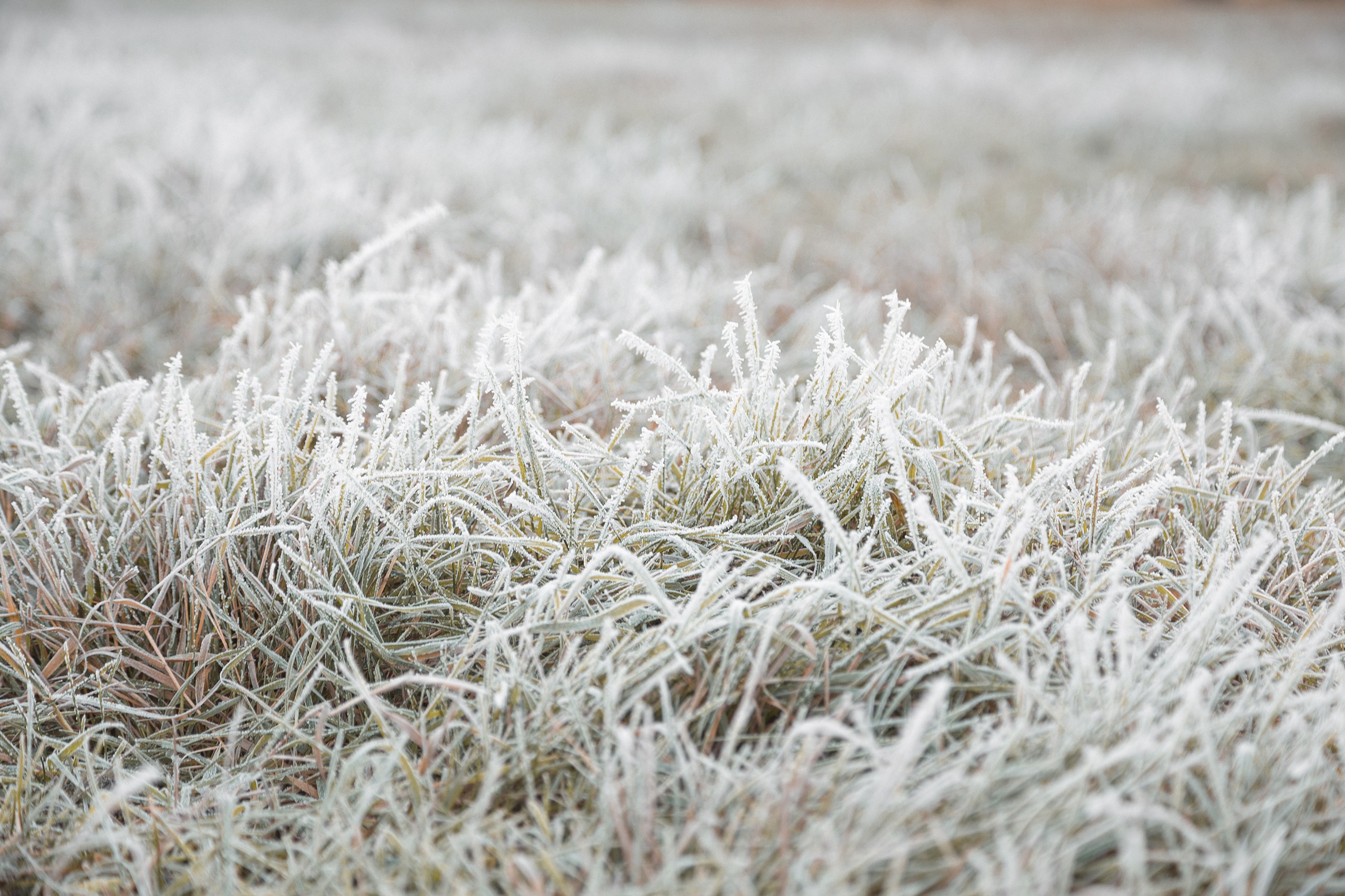 Frost covered grass in a field HD Wallpaper