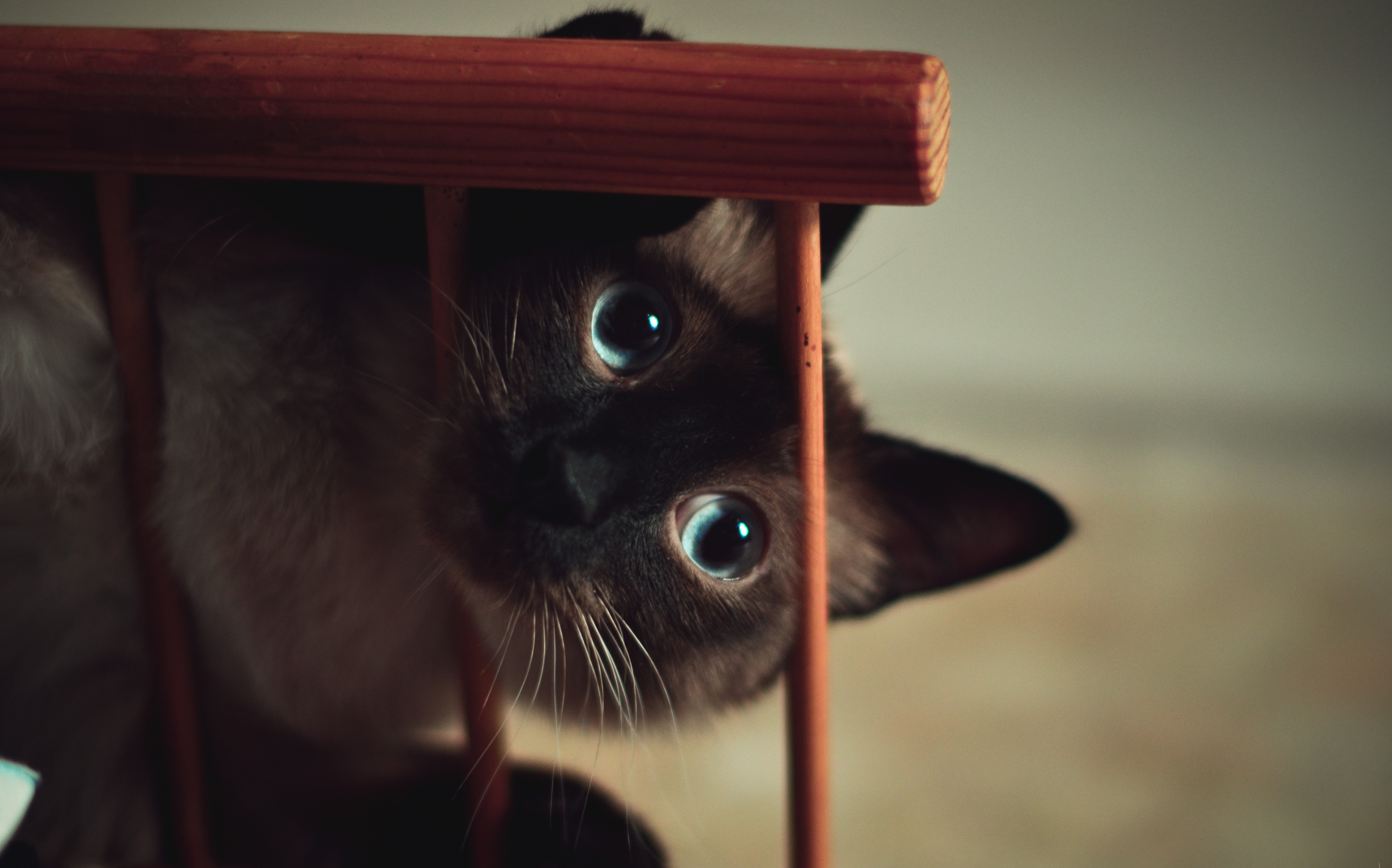 Siamese cat peeking through wooden bars HD Wallpaper