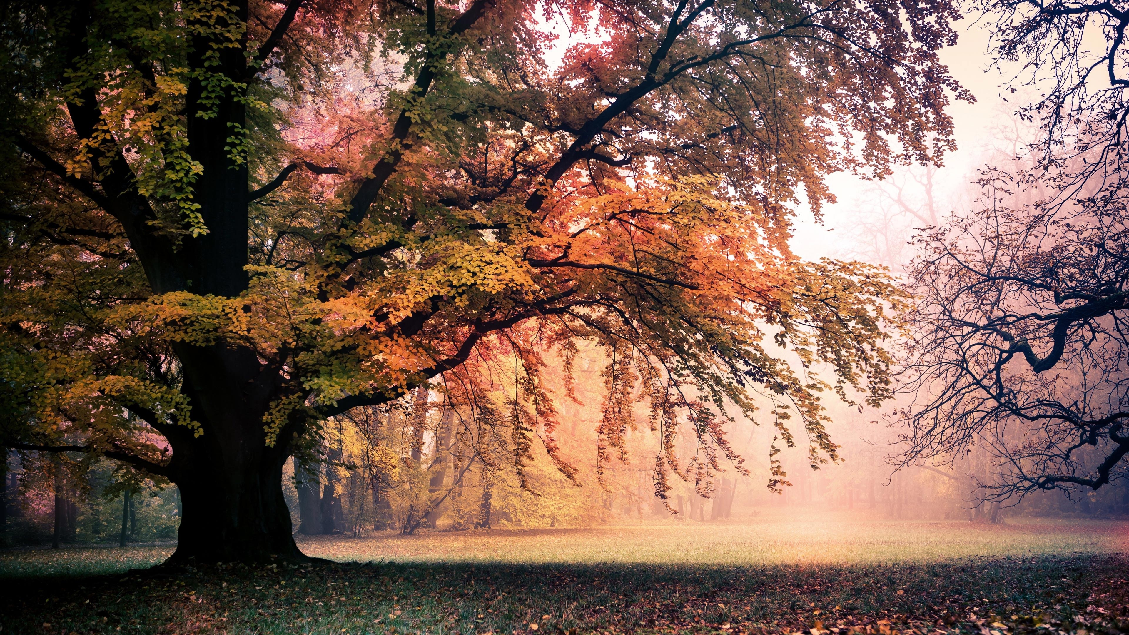 Autumn trees in a misty forest landscape HD Wallpaper